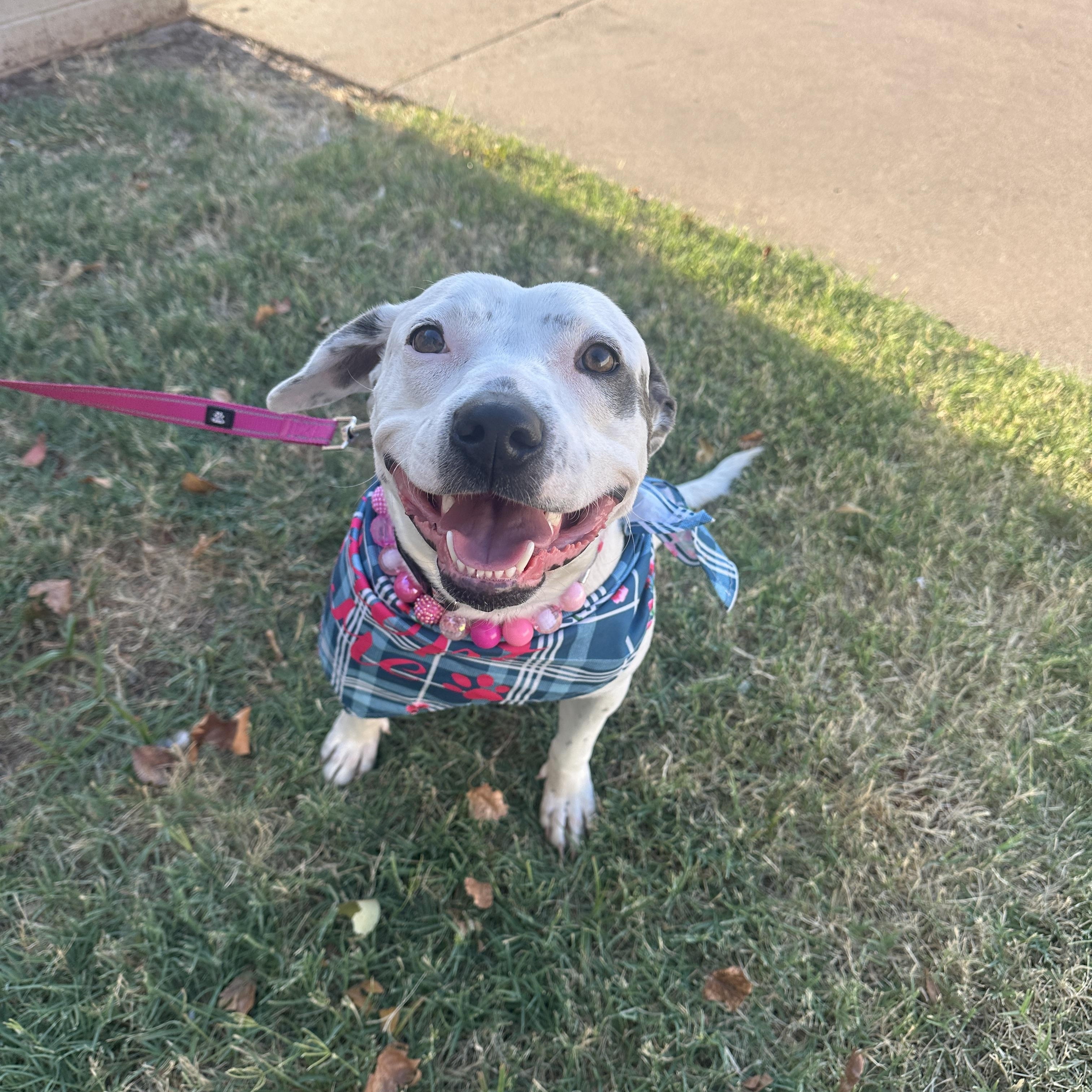 Yuna, a ADOPTABLE mixed breed in Choctaw, OK image 2/6