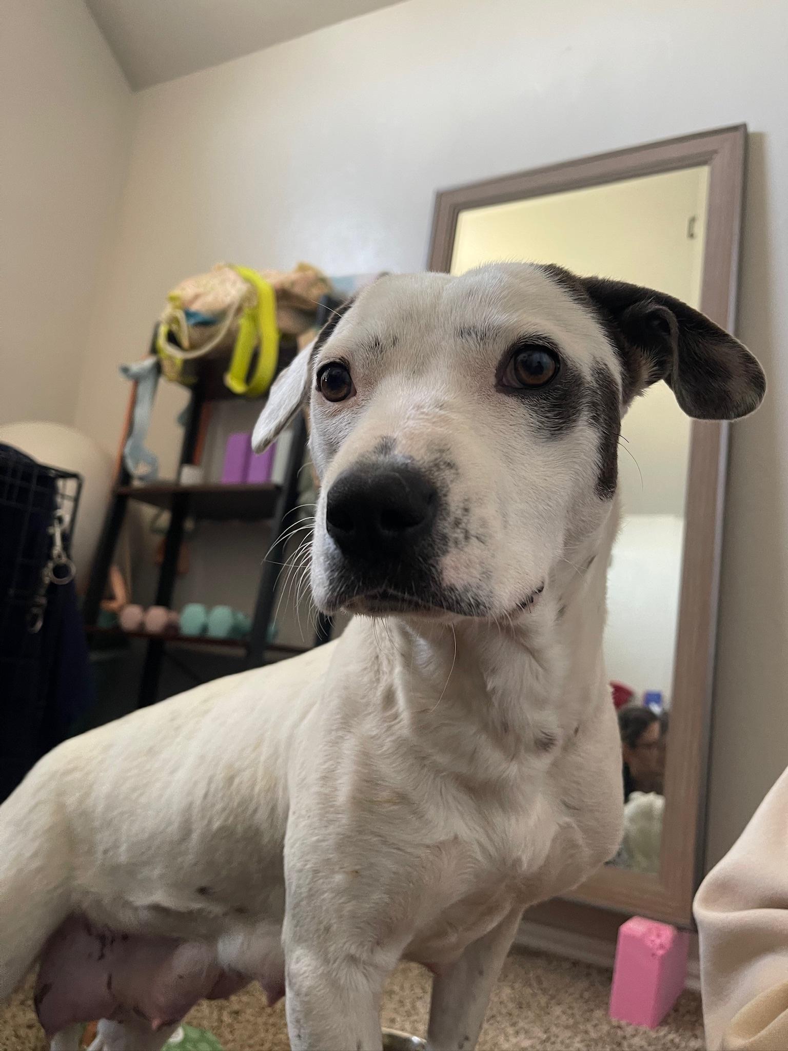 Enlarge Yuna, a ADOPTABLE mixed breed in Choctaw, OK image 4/6