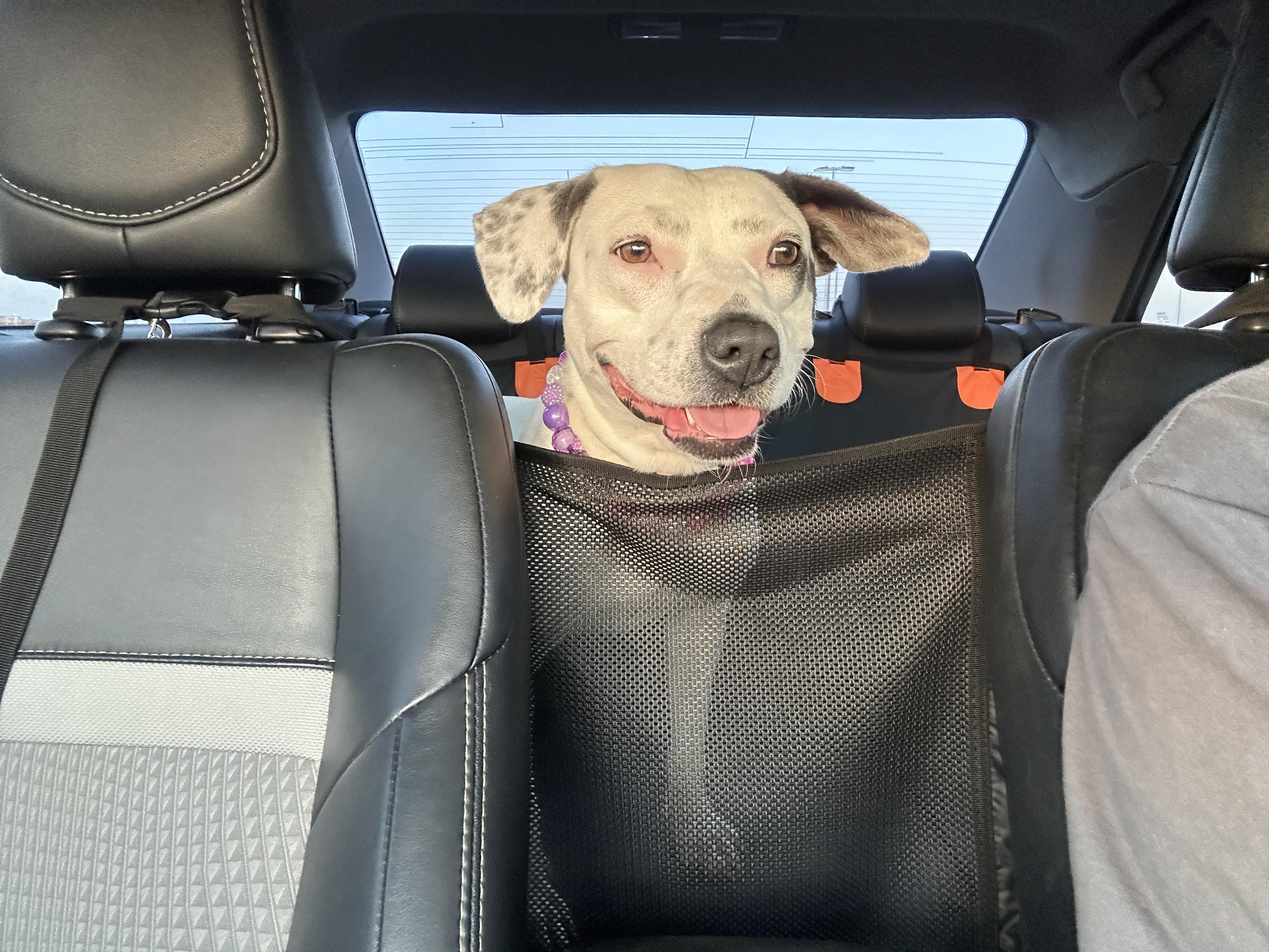 Yuna, a ADOPTABLE mixed breed in Choctaw, OK image 5/6