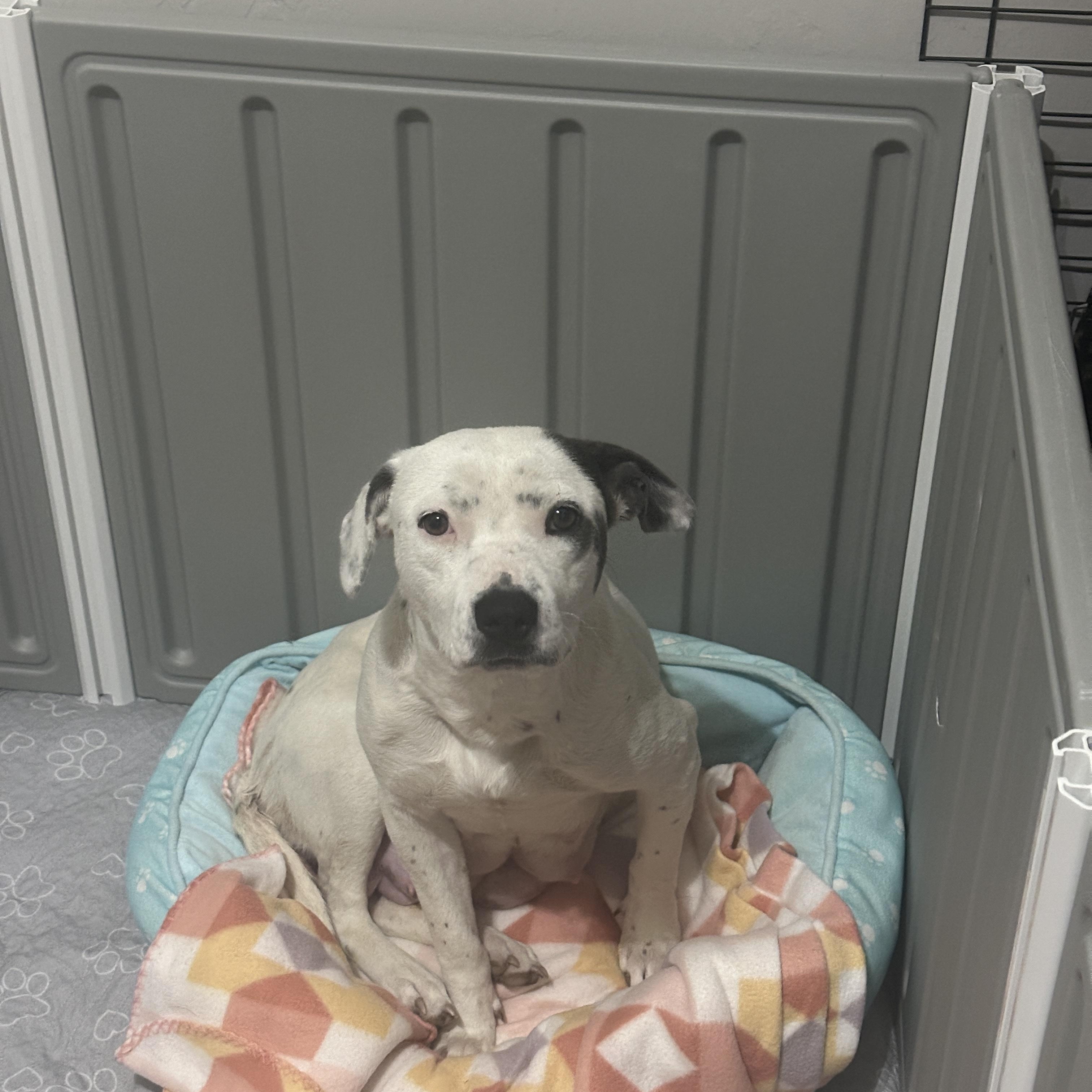 Enlarge Yuna, a ADOPTABLE mixed breed in Choctaw, OK image 5/6
