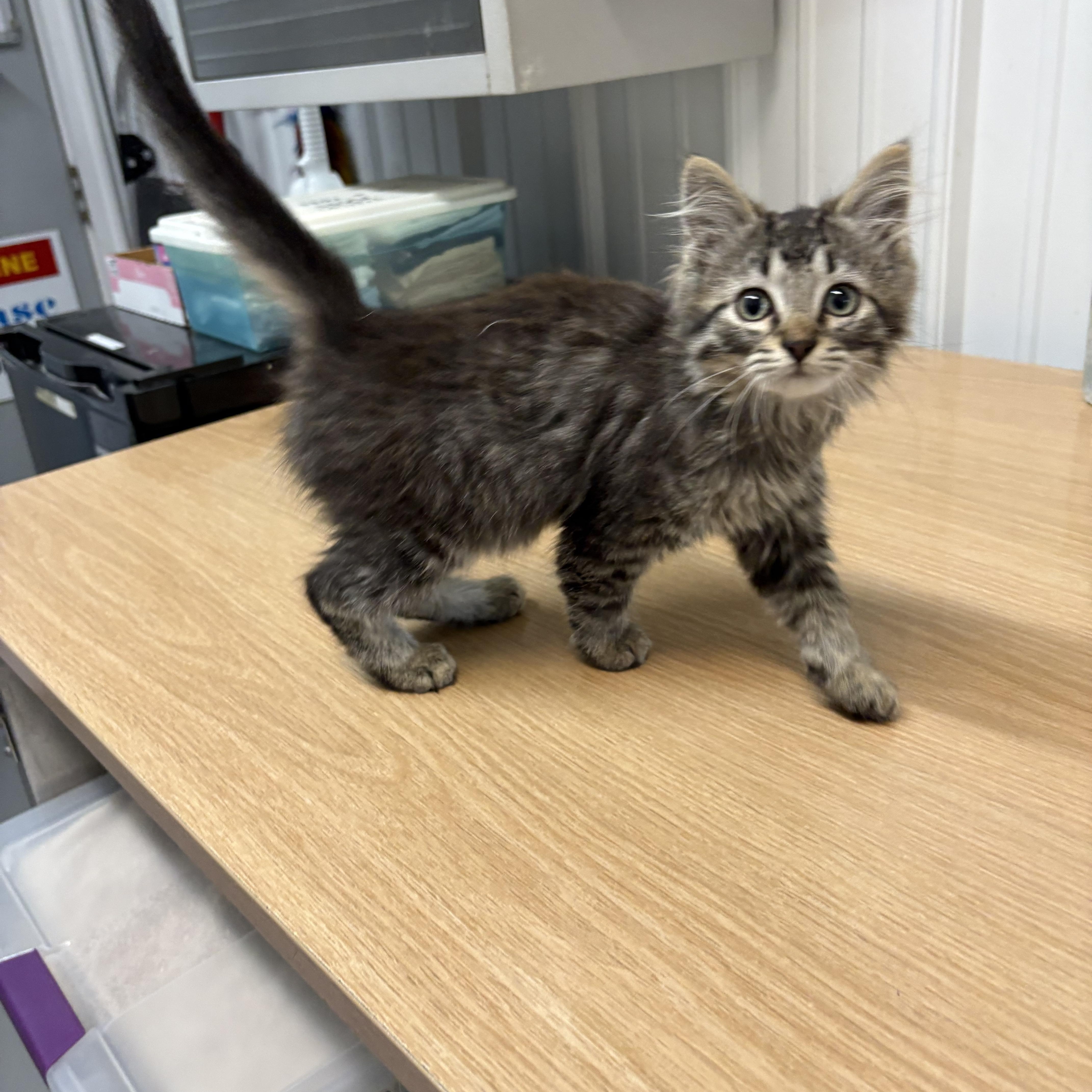 Enlarge Orchid, an adopted Domestic Long Hair in Big Rapids, MI image 3/4