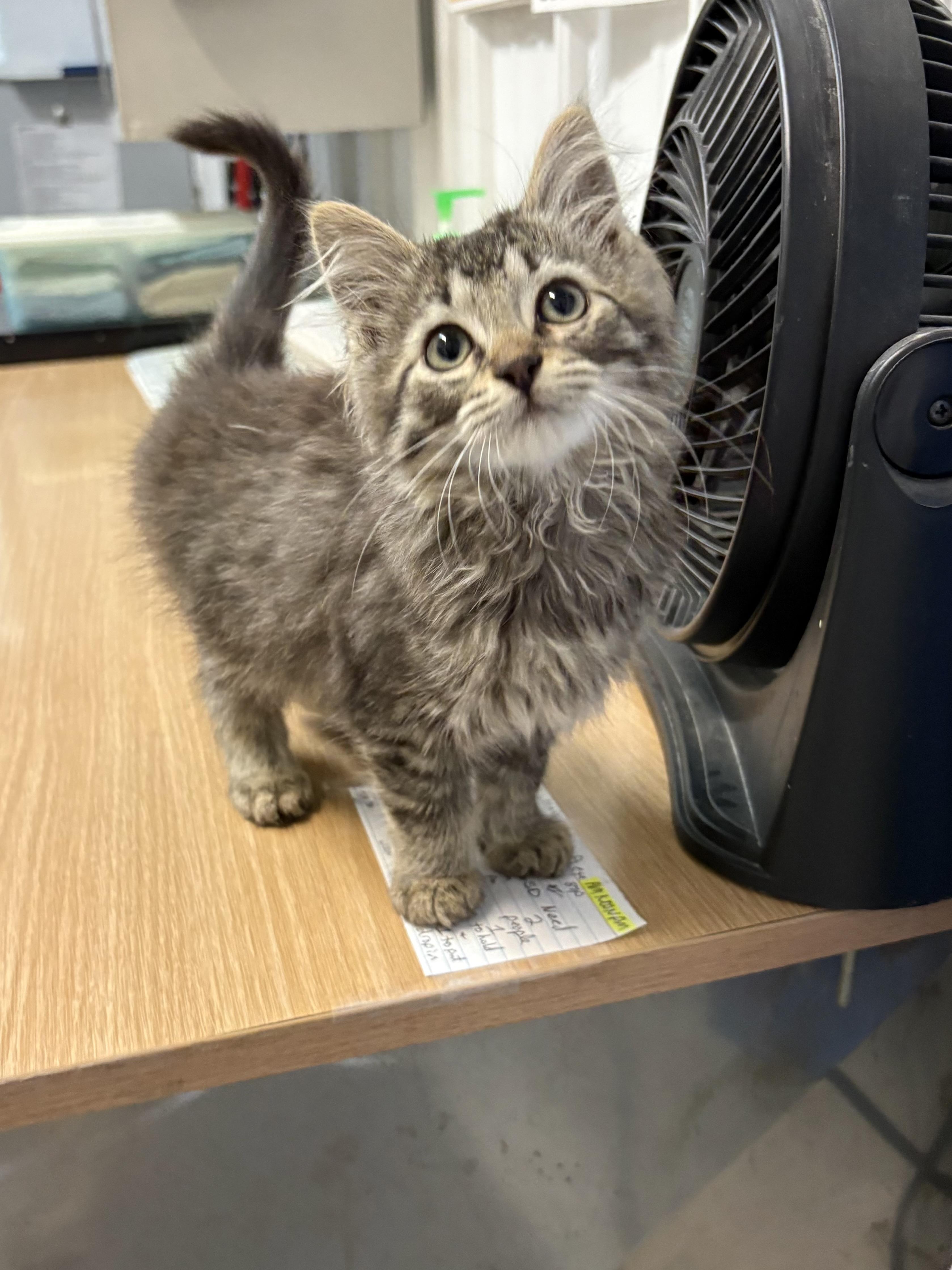 Enlarge Orchid, an adopted Domestic Long Hair in Big Rapids, MI image 1/4