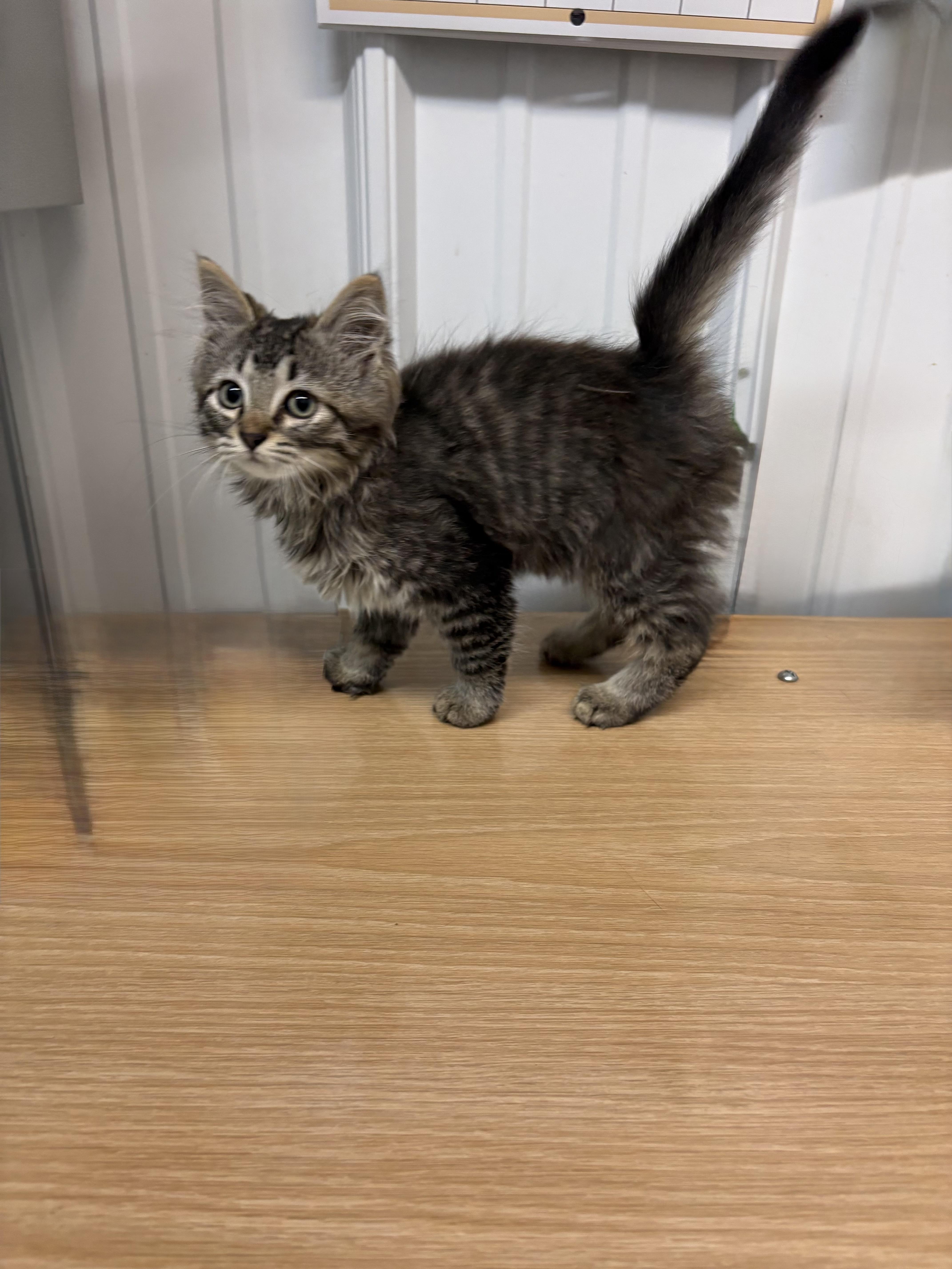 Enlarge Orchid, an adopted Domestic Long Hair in Big Rapids, MI image 2/4