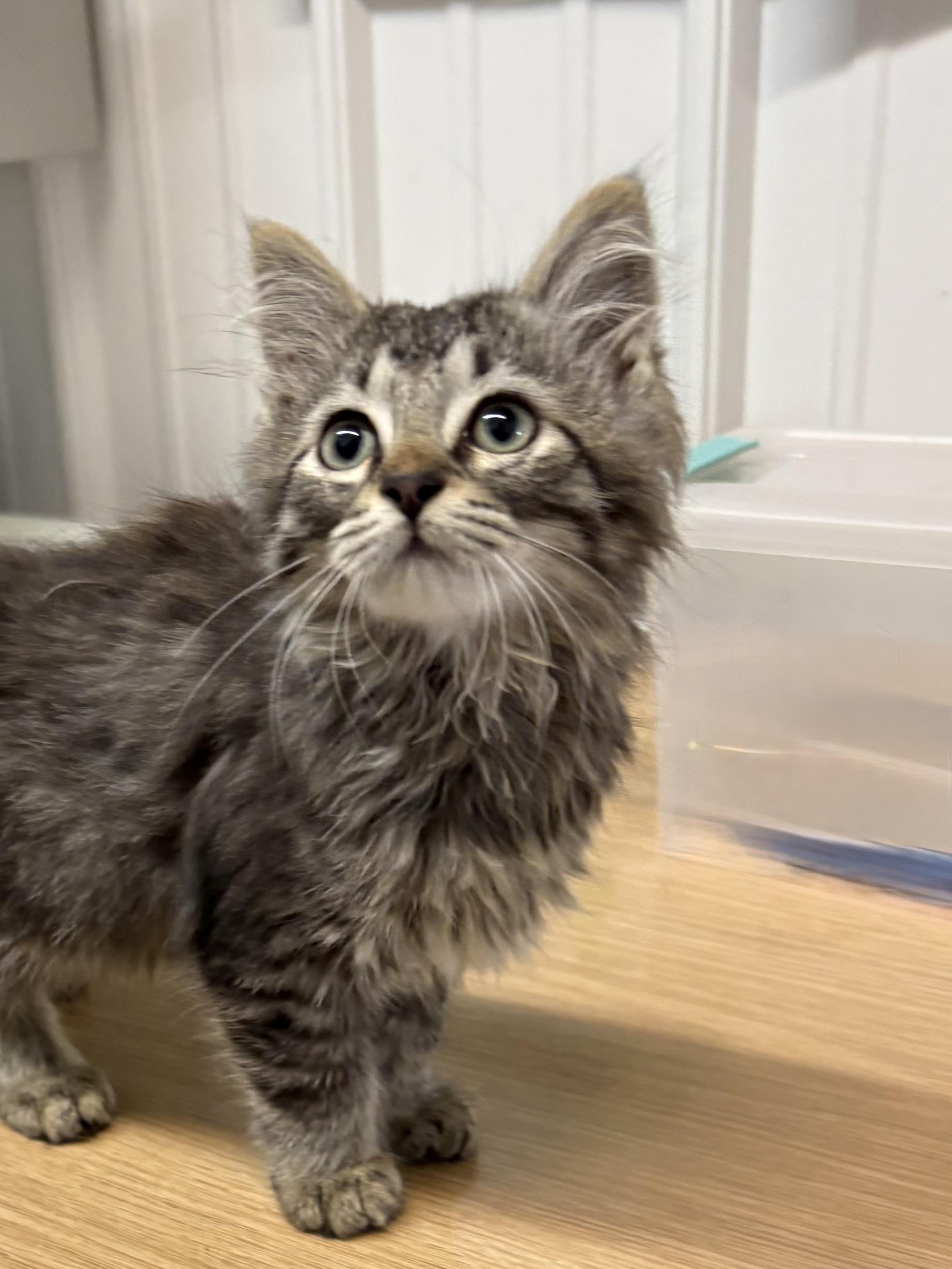 Enlarge Orchid, an adopted Domestic Long Hair in Big Rapids, MI image 4/4