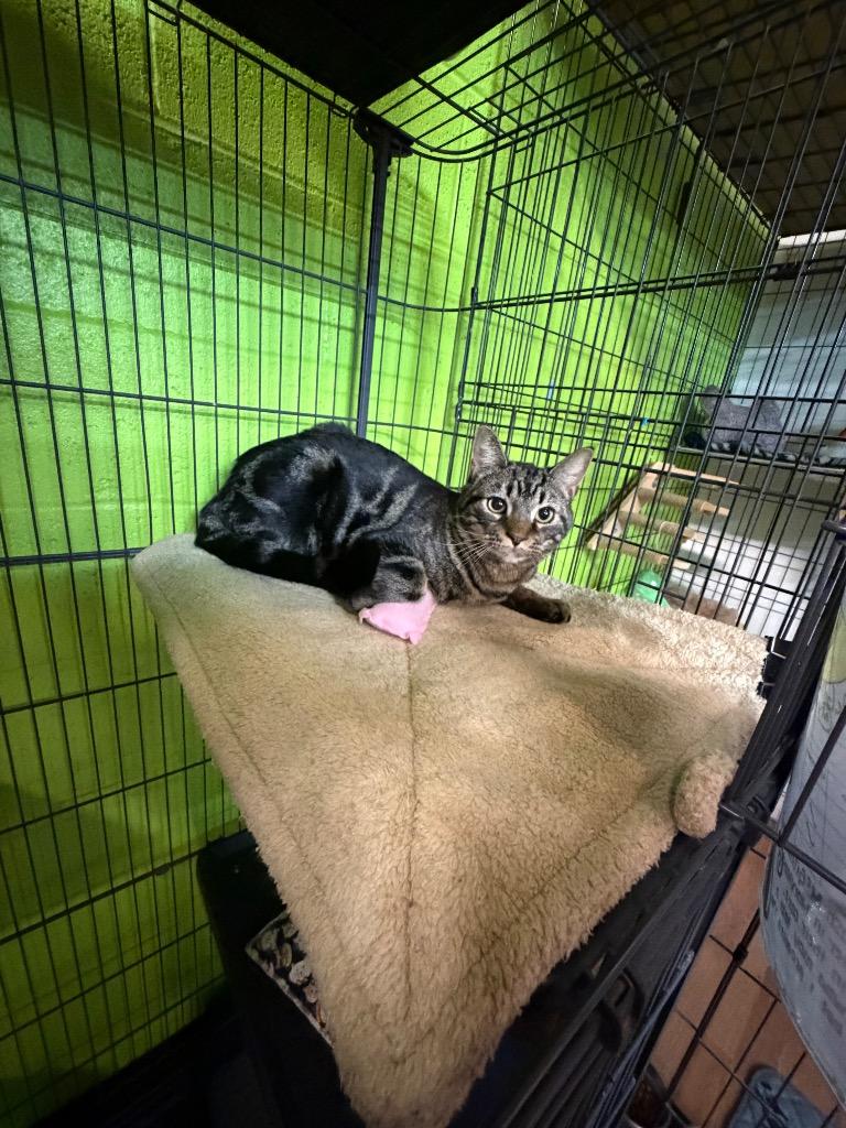 Flash McGillicuddy, Adoptable, Young Male Domestic Short Hair.