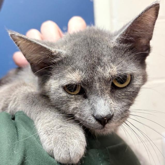 Enlarge Keeley, a Adoptable Domestic Short Hair in Columbus, IN image 1/1