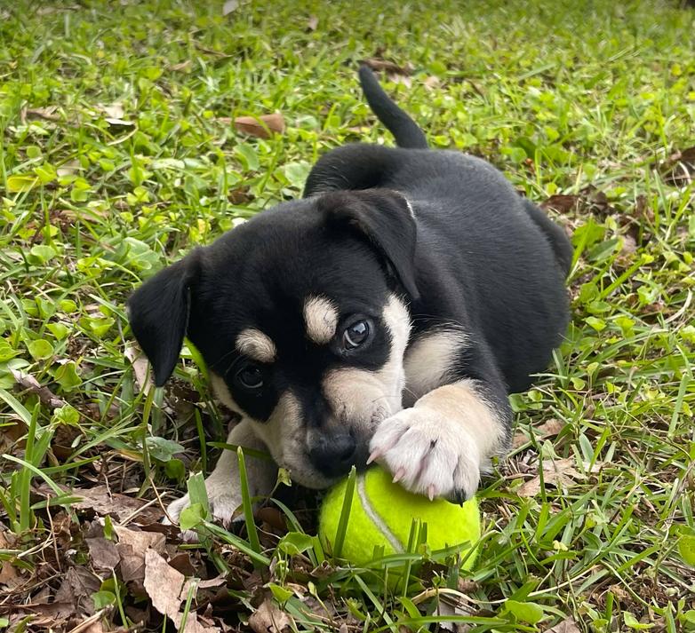 Meatball photo 1