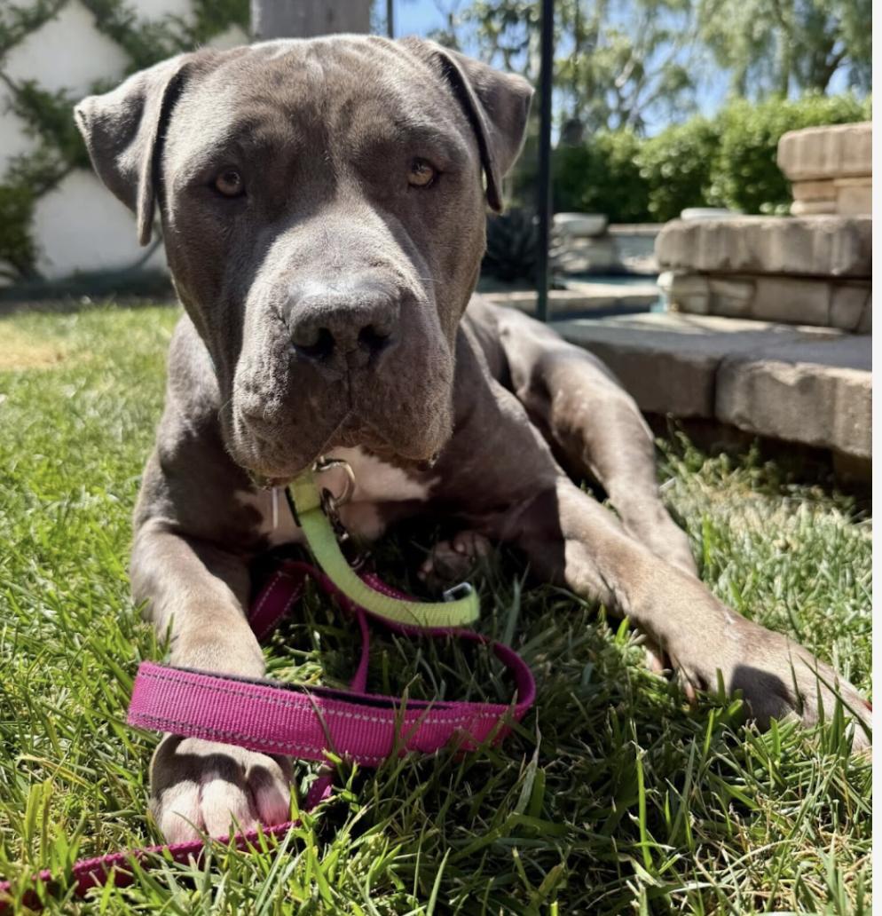 Enlarge Spork, a Adoptable mixed breed in Los Angeles, CA image 1/1