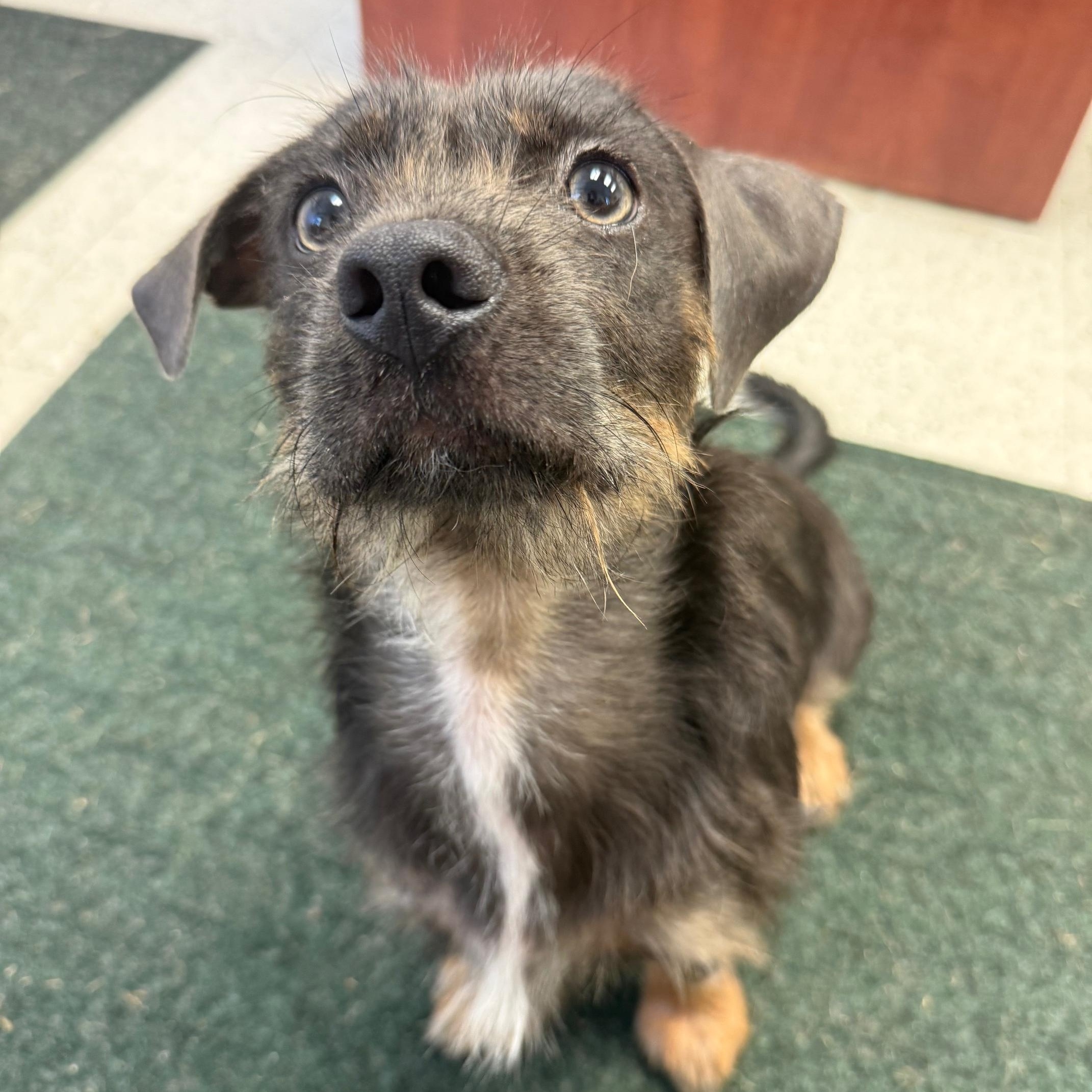 Enlarge COURTESTY POST FOR WASA AXEL, a Adoptable mixed breed in Westport, CT image 3/3