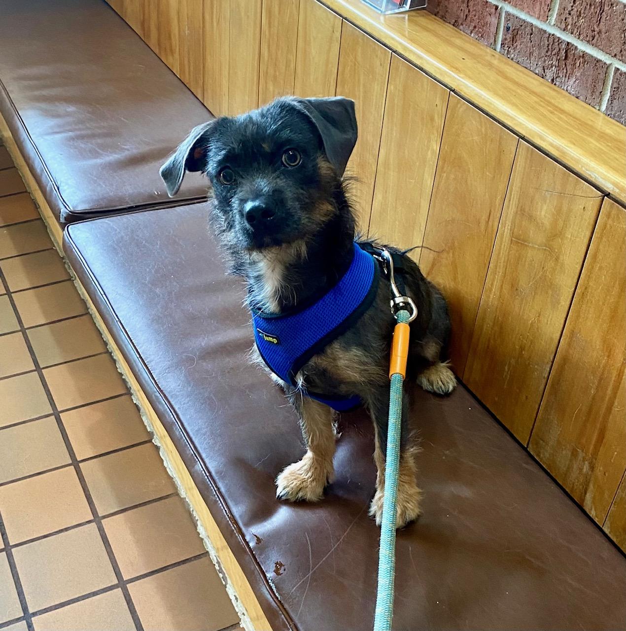 COURTESTY POST FOR WASA AXEL, Adoptable, Young Male Dachshund.