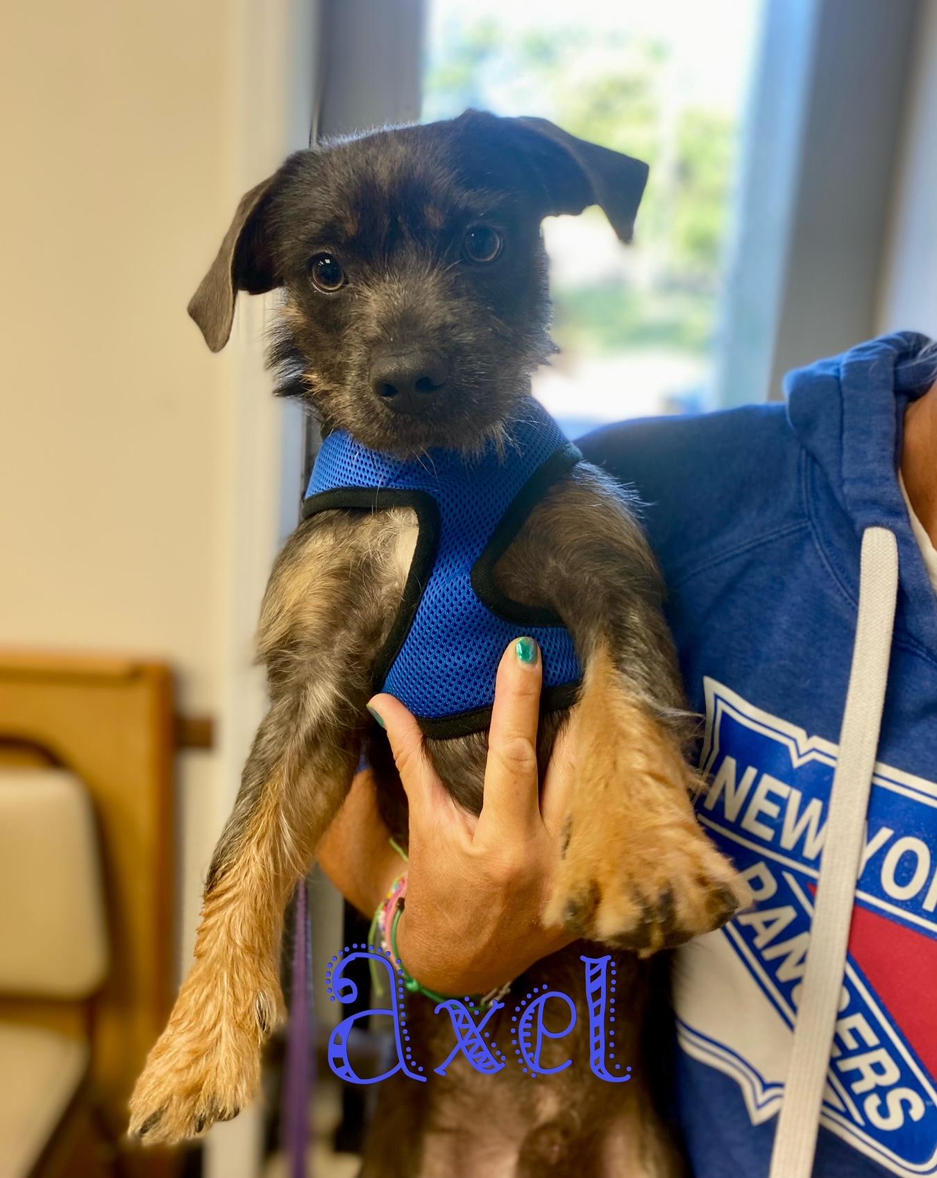 Enlarge COURTESTY POST FOR WASA AXEL, a Adoptable mixed breed in Westport, CT image 2/3