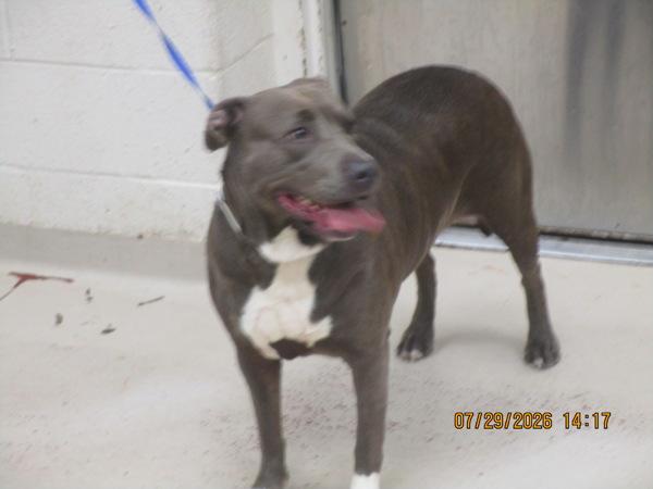 Chloe(855), Adoptable, Adult Female Pit Bull Terrier.