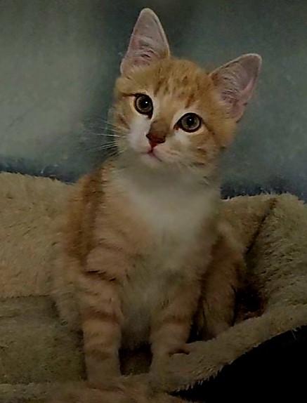 Caramel, an adoptable Domestic Short Hair in Pinedale, WY, 82941 | Photo Image 2