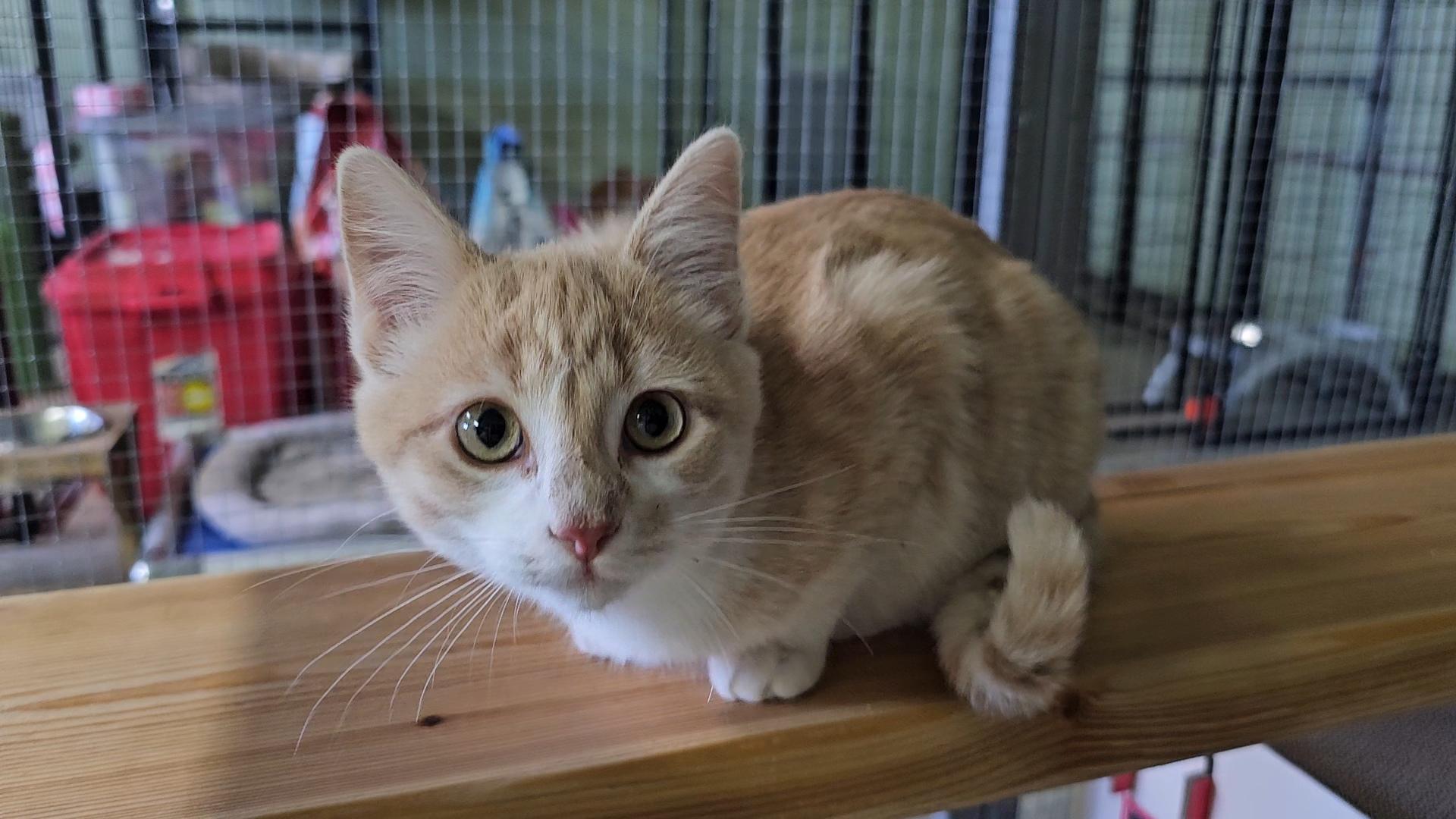Caramel, an adoptable Domestic Short Hair in Pinedale, WY, 82941 | Photo Image 1