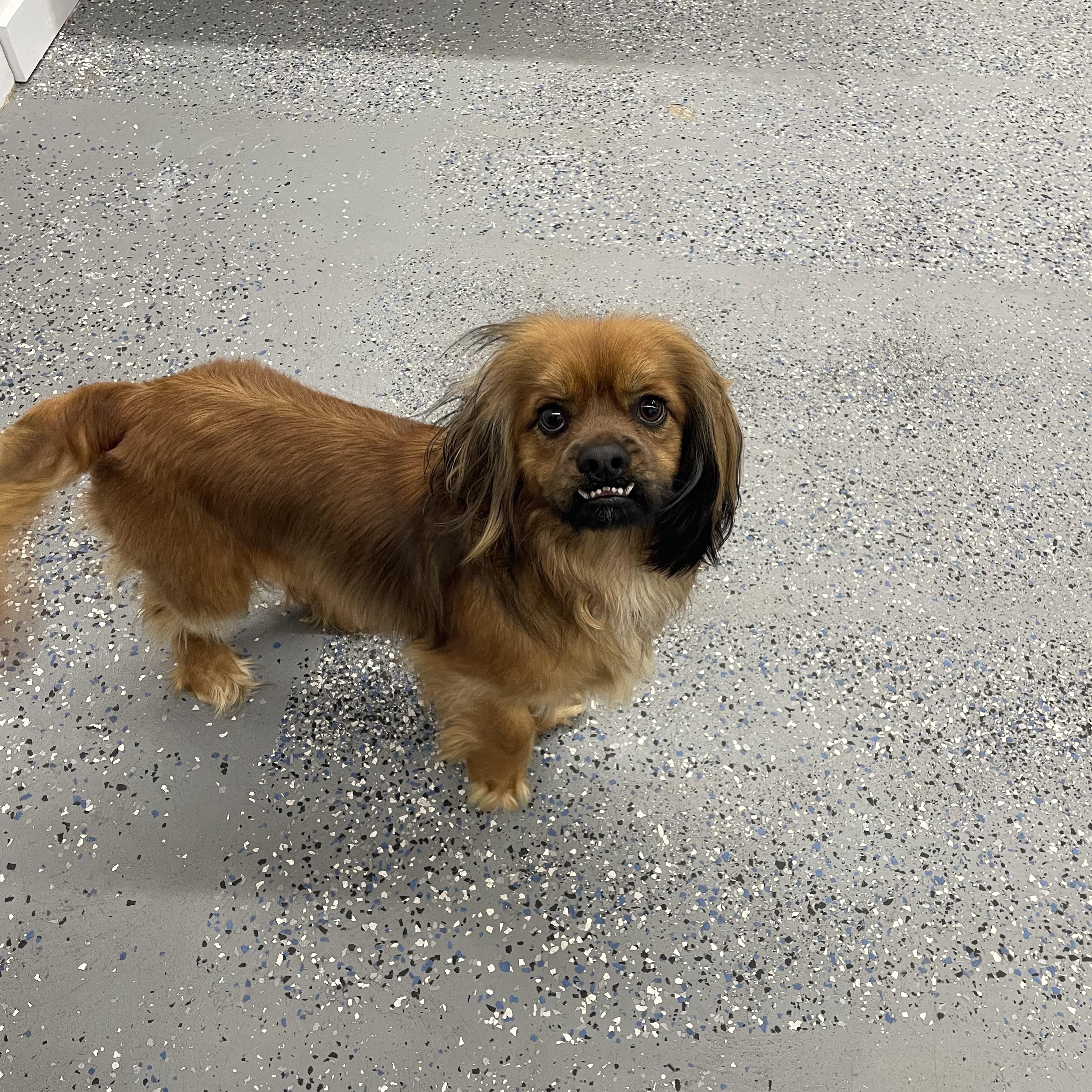 Enlarge Dexter , a ADOPTABLE mixed breed in Phoenix, AZ image 3/3