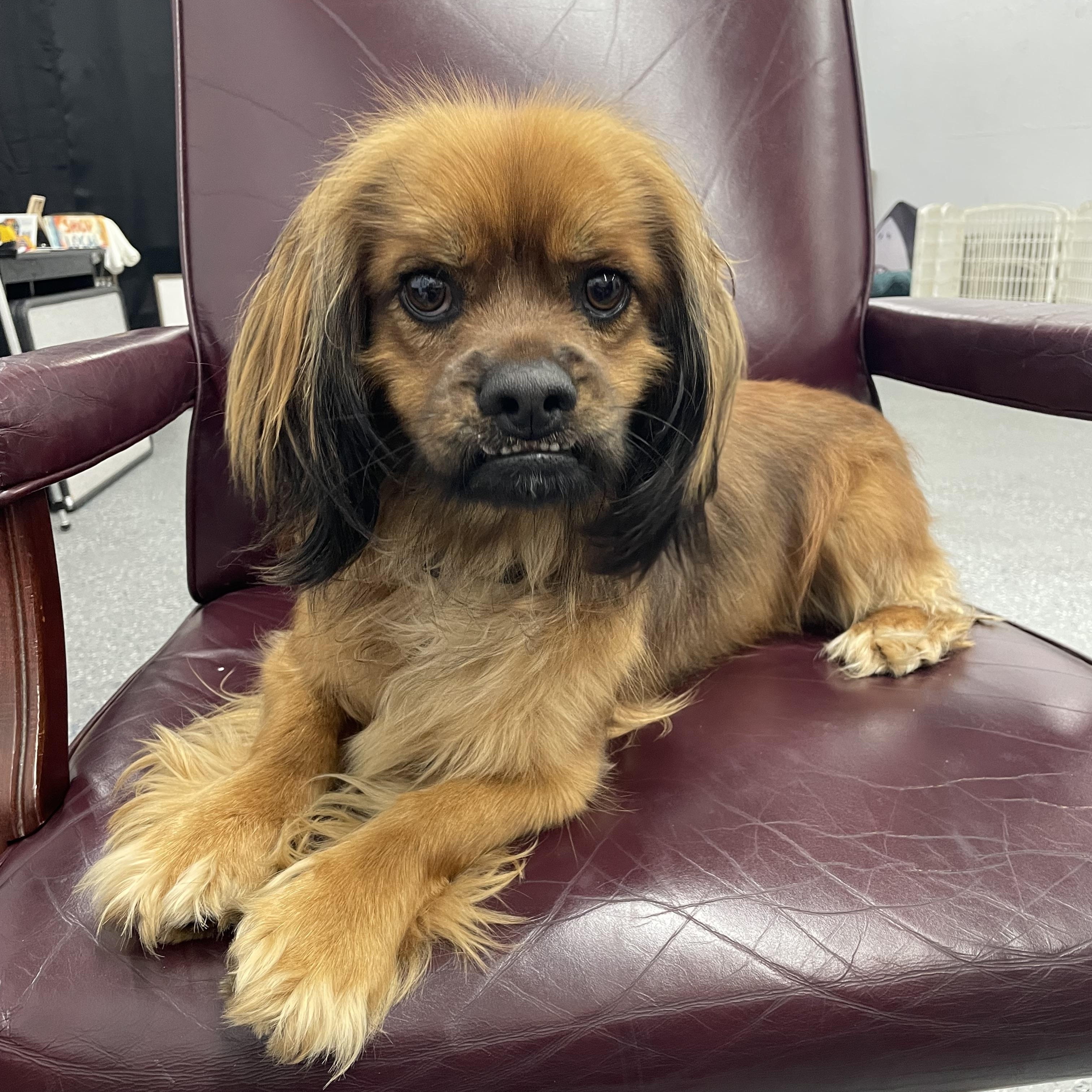 Enlarge Dexter , a ADOPTABLE mixed breed in Phoenix, AZ image 2/3