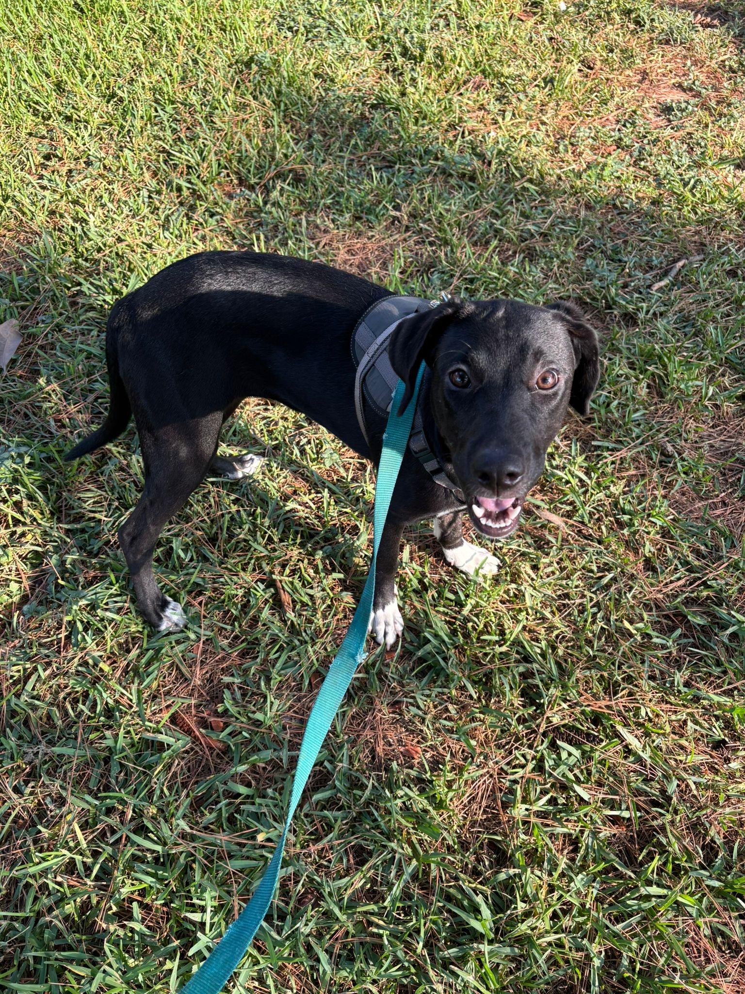 Zulu