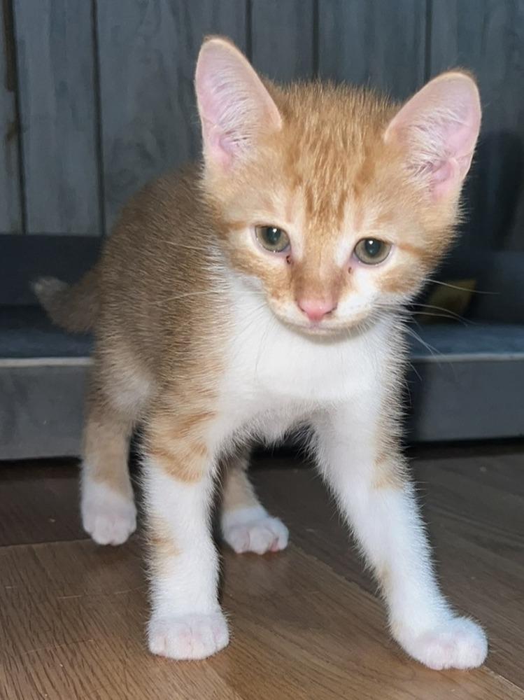 Enlarge Rusty, a Adoptable Domestic Short Hair in Ronkonkoma, NY image 1/4