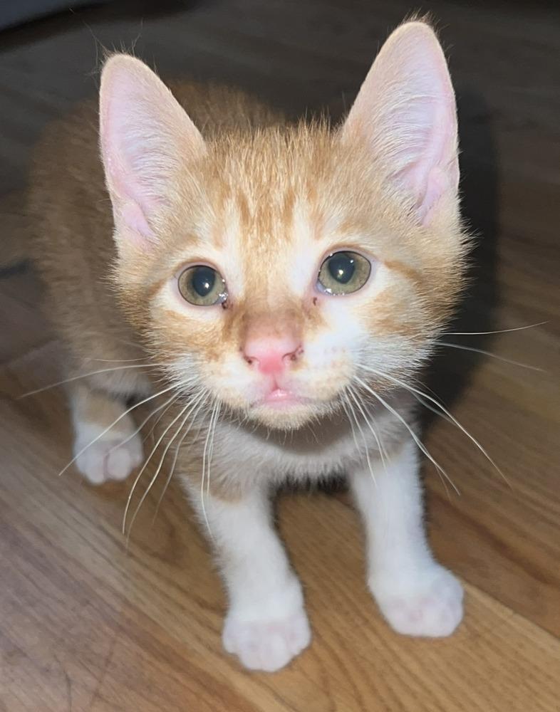 Enlarge Rusty, a Adoptable Domestic Short Hair in Ronkonkoma, NY image 2/4