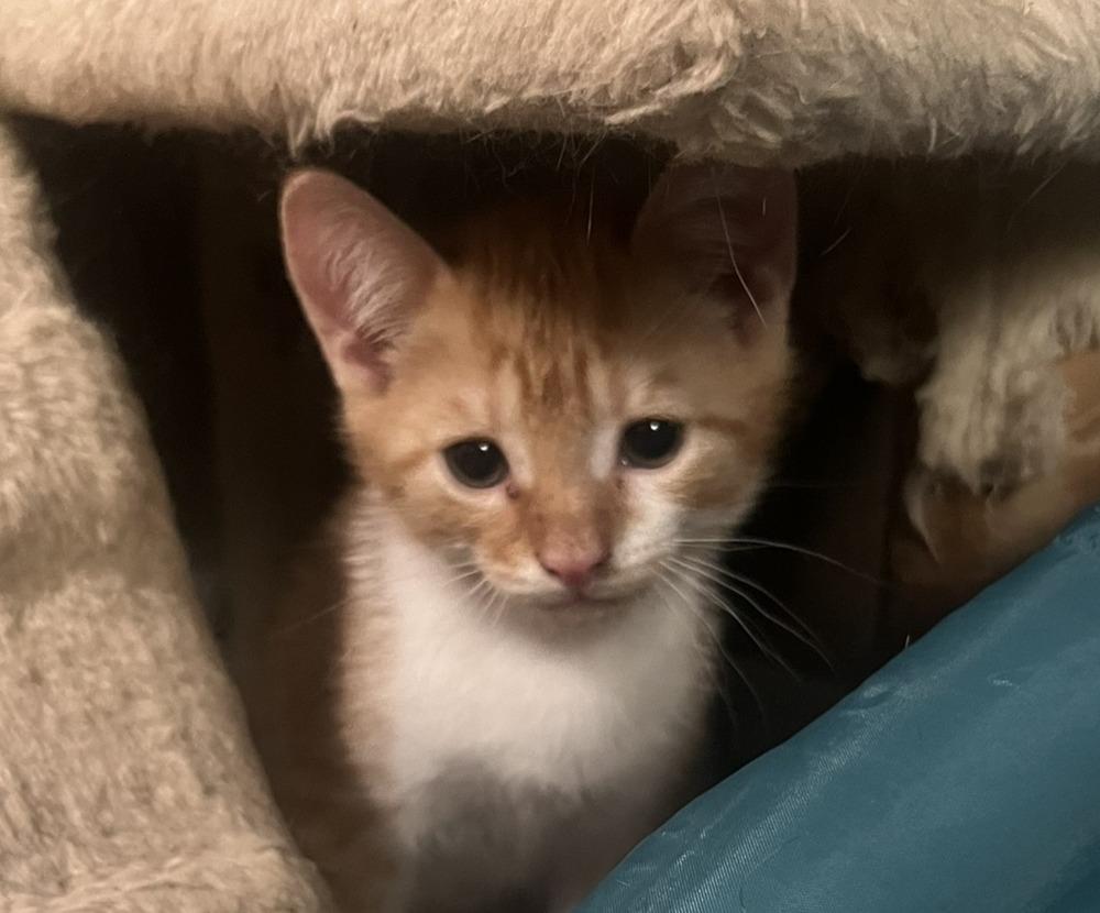 Enlarge Rusty, a Adoptable Domestic Short Hair in Ronkonkoma, NY image 3/4