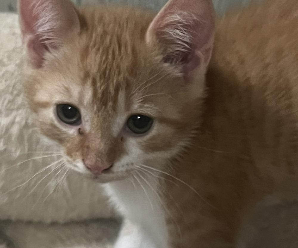 Enlarge Rusty, a Adoptable Domestic Short Hair in Ronkonkoma, NY image 4/4