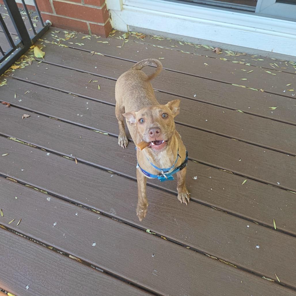 Enlarge Coco, a Adoptable mixed breed in Chicago, IL image 2/6