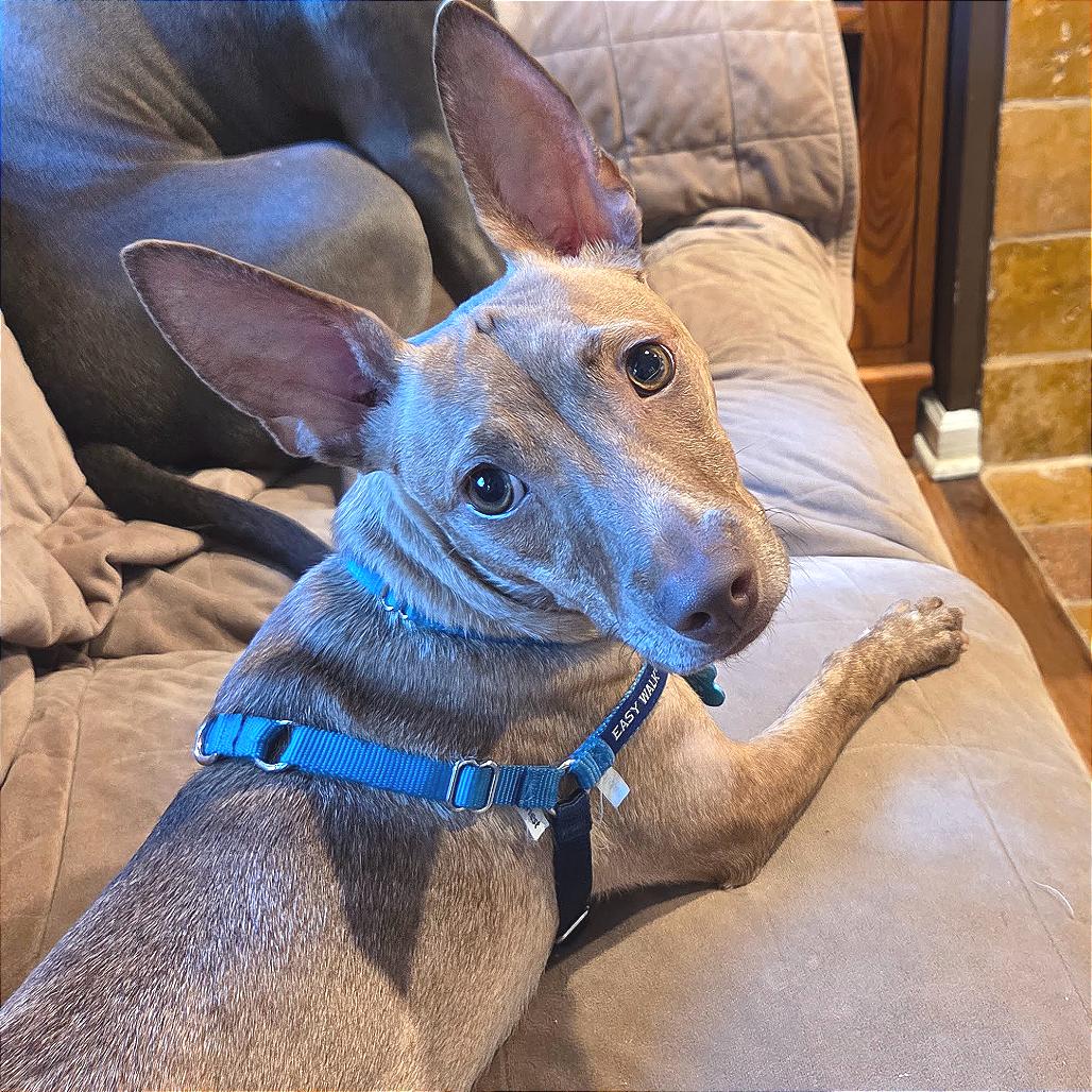 Enlarge Coco, a Adoptable mixed breed in Chicago, IL image 3/6