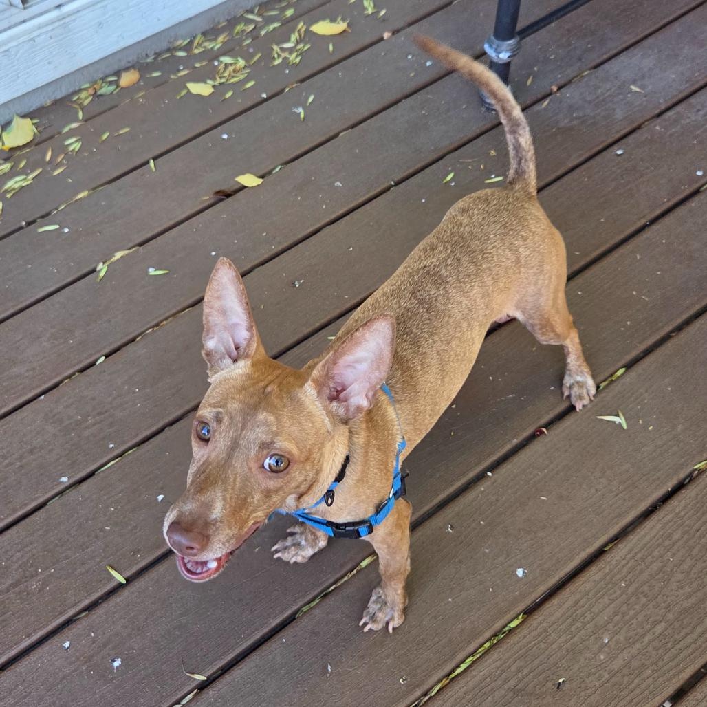 Enlarge Coco, a Adoptable mixed breed in Chicago, IL image 4/6