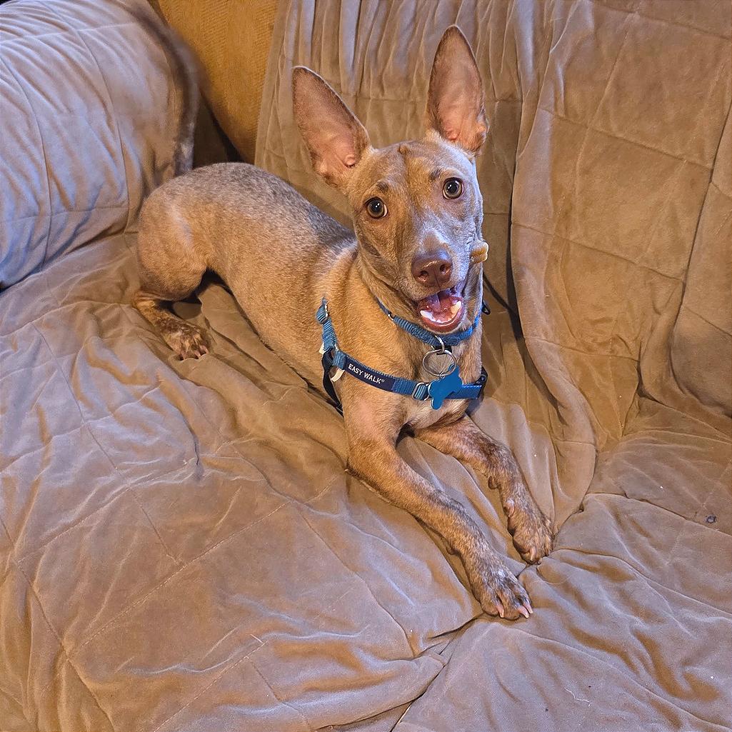 Enlarge Coco, a Adoptable mixed breed in Chicago, IL image 5/6