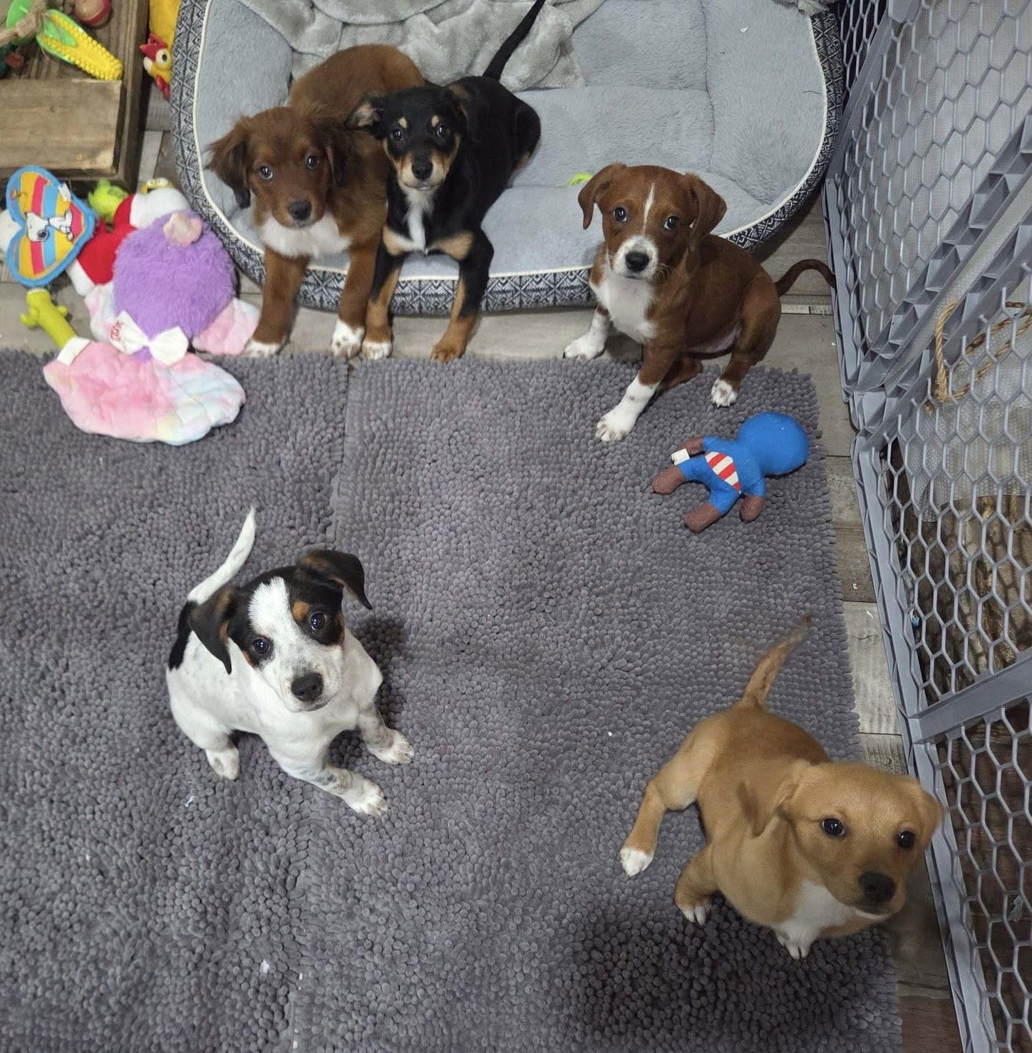 Enlarge Patches Priceless, a Adoptable mixed breed in Wakefield, RI image 2/3