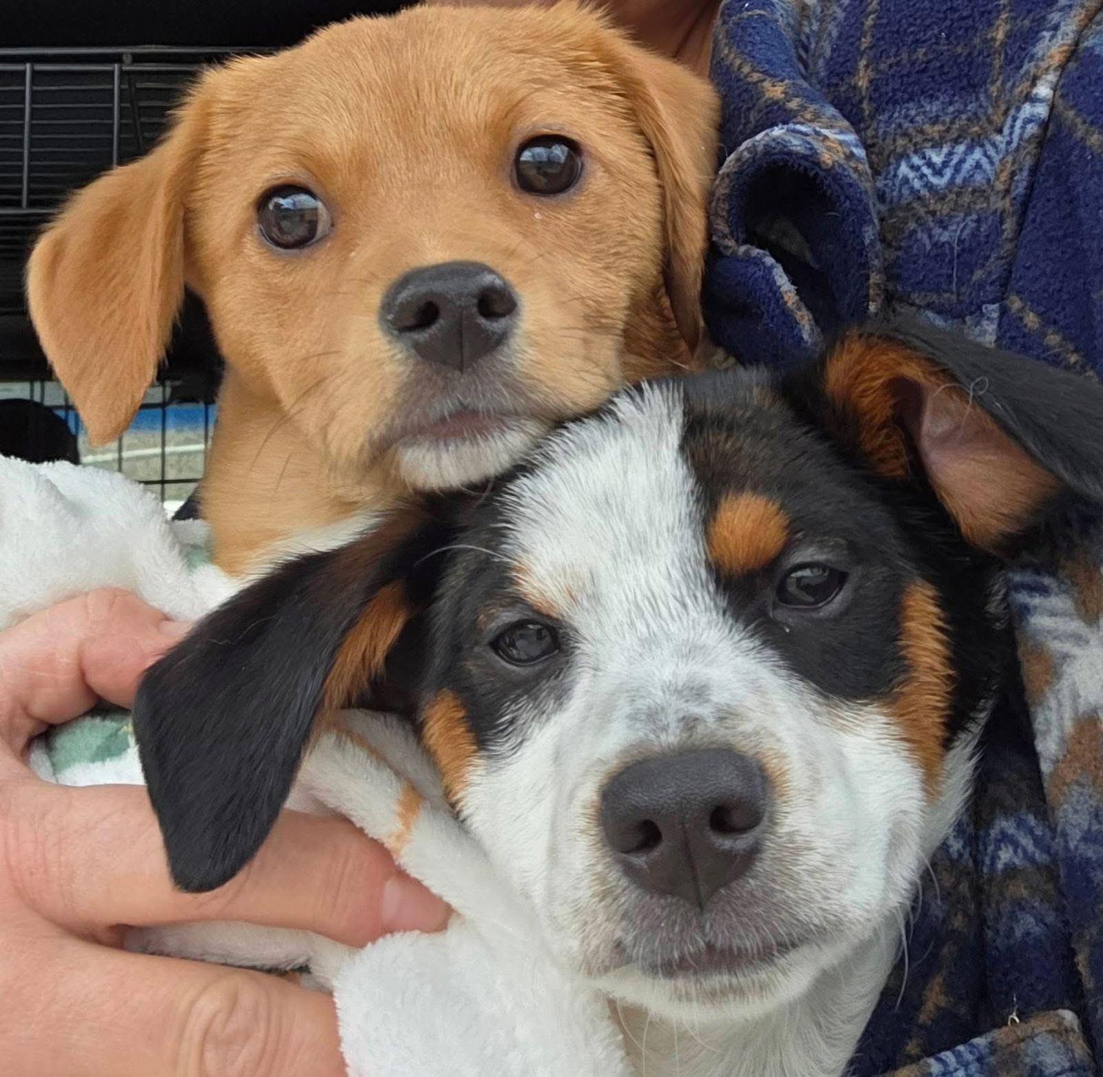 Patches Priceless thumbnail 2