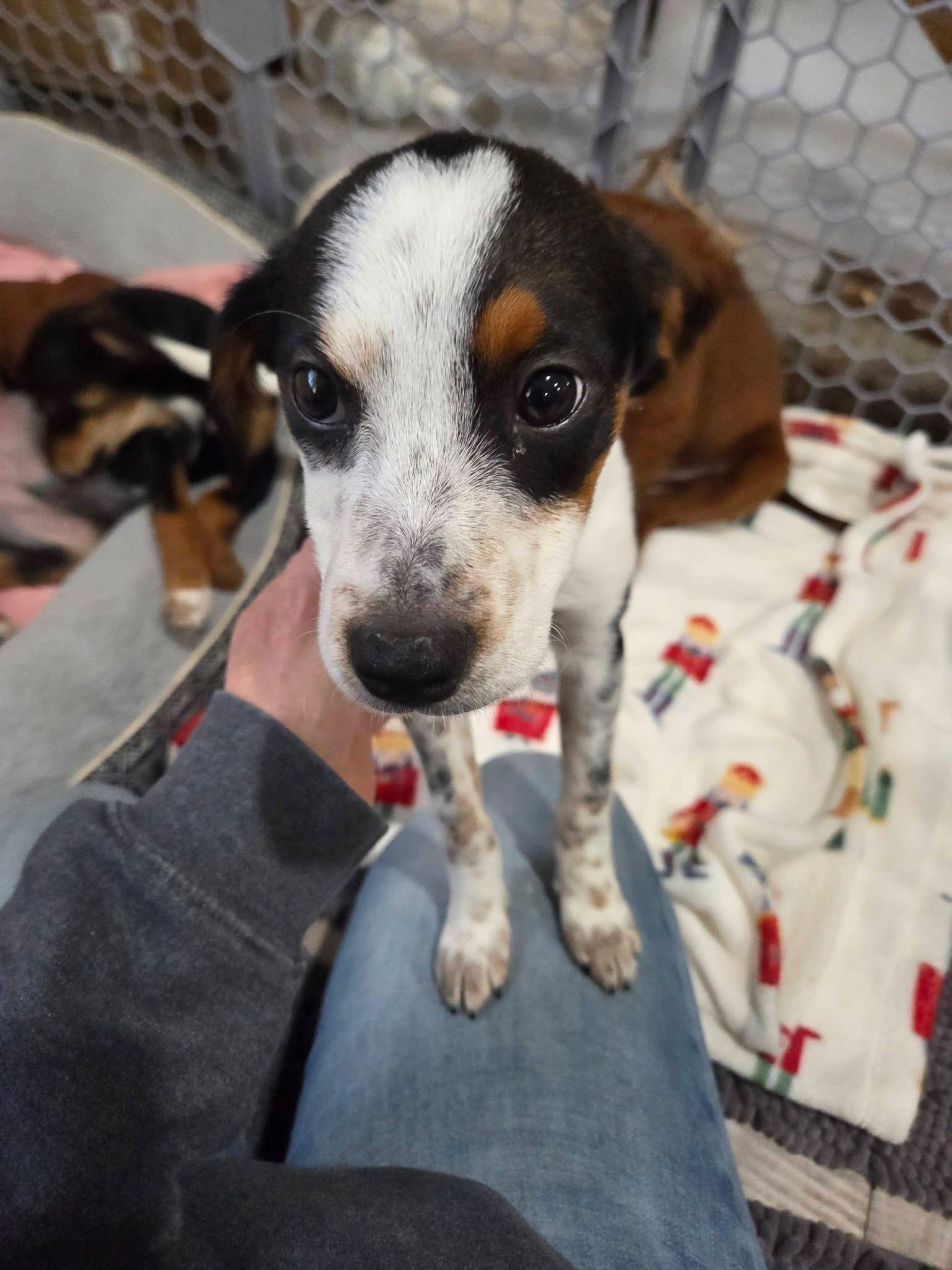 Patches Priceless thumbnail 3