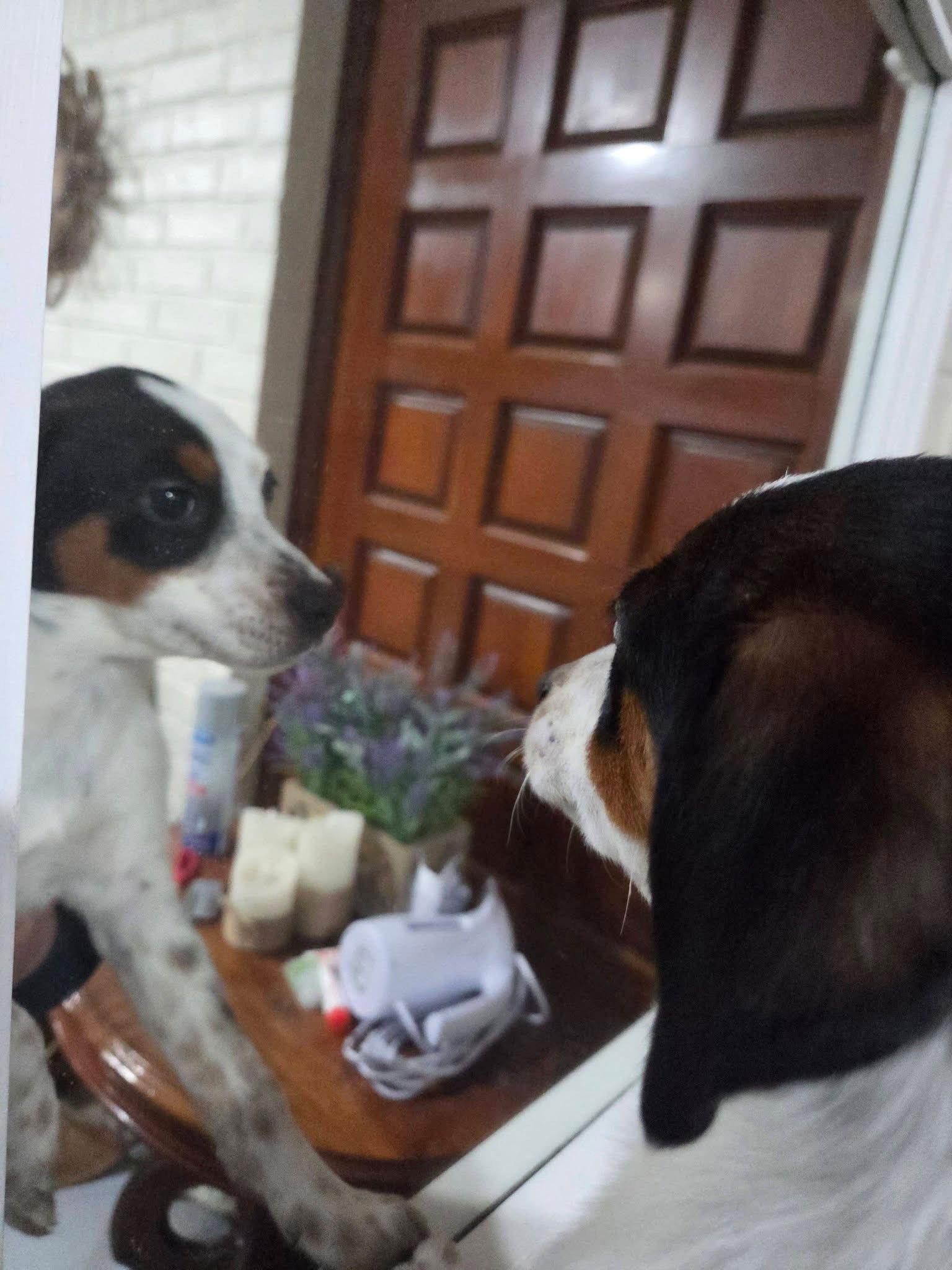 Enlarge Patches Priceless, a Adoptable mixed breed in Wakefield, RI image 3/3