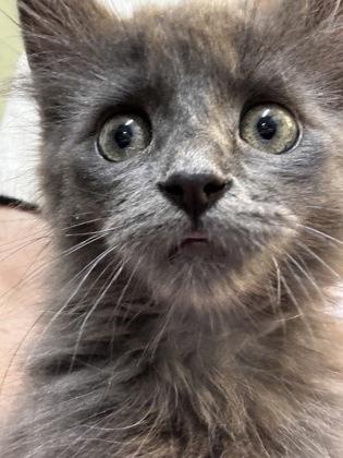 Fredward Scissorhands