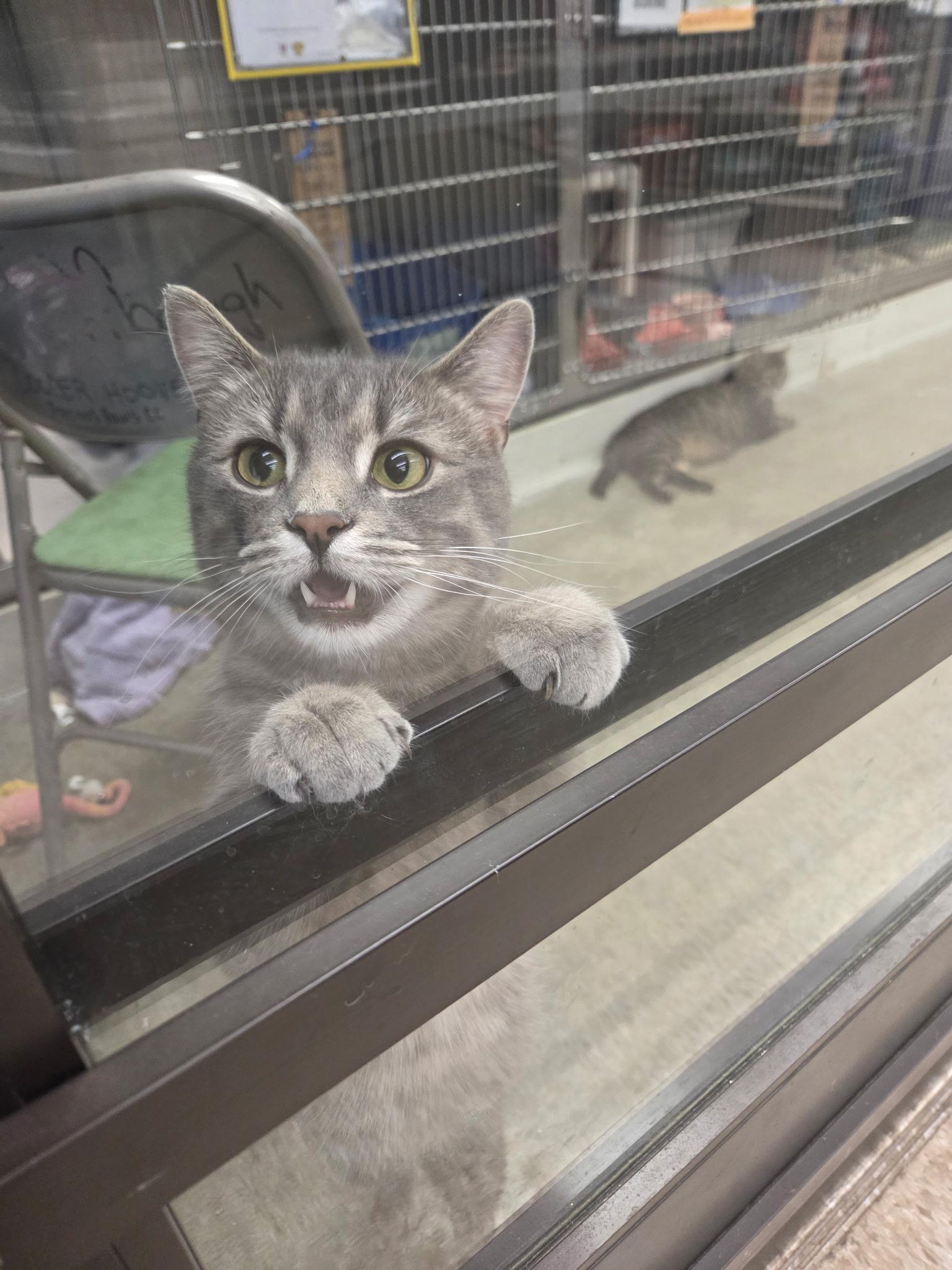 Enlarge Callahan, an adopted Domestic Short Hair in Lancaster, PA image 2/2