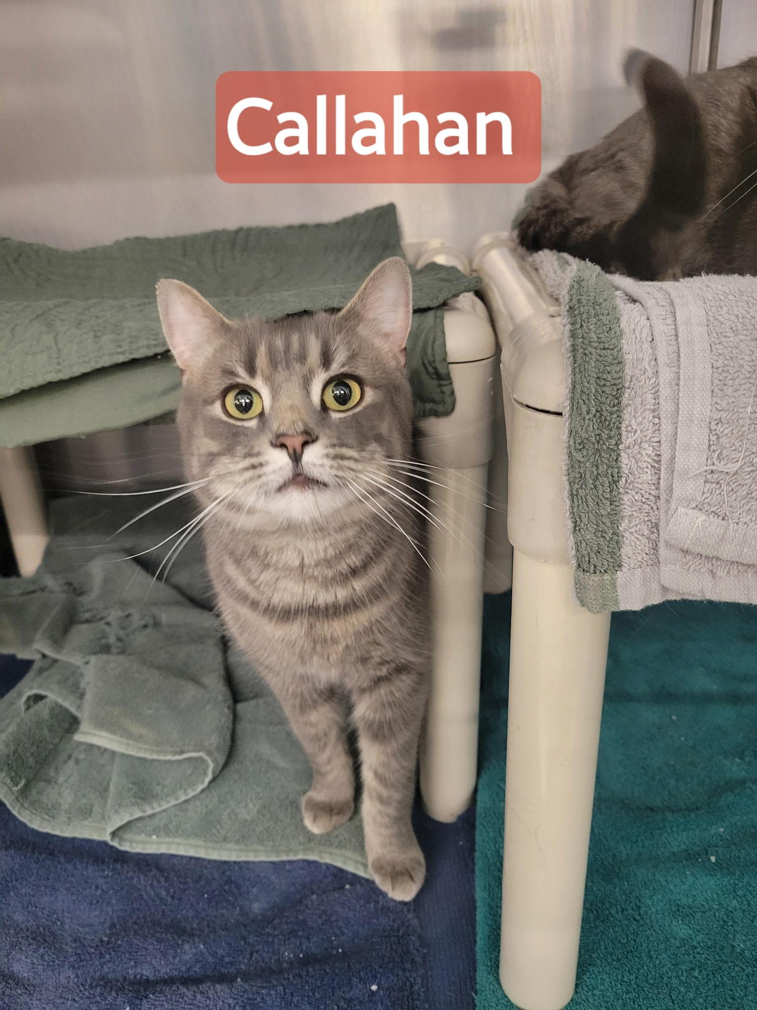 Callahan, adopted, Young Male Domestic Short Hair.