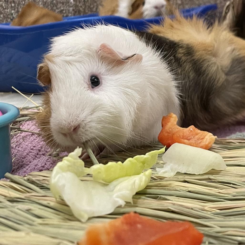 Lucas with Miles and Nugget-in foster, Adoptable, Young Male Guinea Pig.