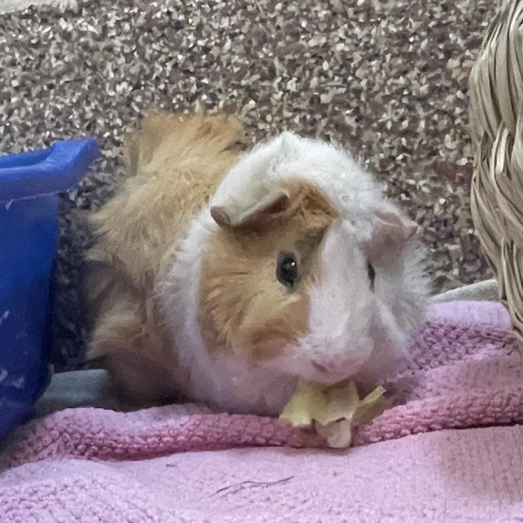 Enlarge Lucas with Miles and Nugget-in foster, a Adoptable Guinea Pig in Springfield, MA image 2/6