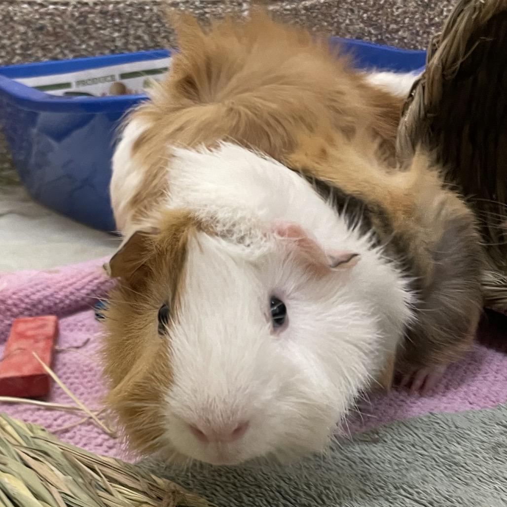 Enlarge Lucas with Miles and Nugget-in foster, a Adoptable Guinea Pig in Springfield, MA image 5/6