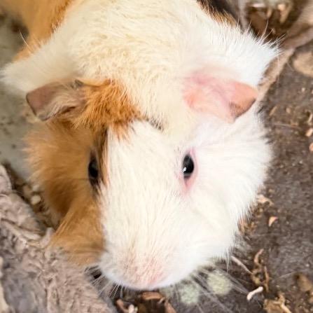 Enlarge Lucas with Miles and Nugget-in foster, a Adoptable Guinea Pig in Springfield, MA image 6/6