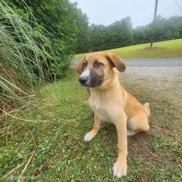 Ryker, ADOPTABLE, Puppy Male German Shepherd Dog.