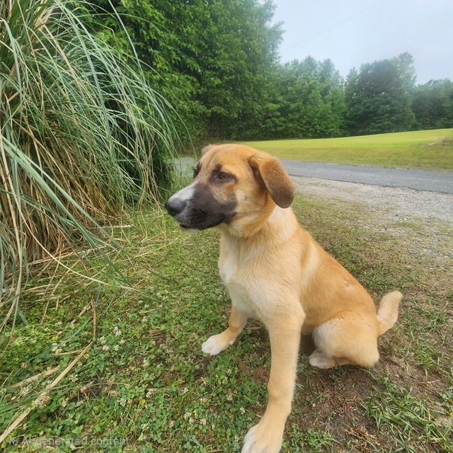 Ryker, a ADOPTABLE mixed breed in Manhasset, NY image 3/3