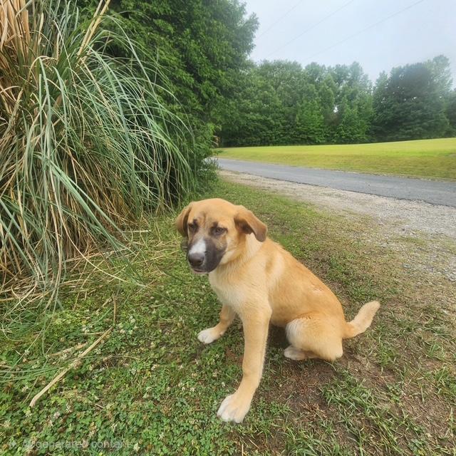 Ryker, a ADOPTABLE mixed breed in Manhasset, NY image 2/3