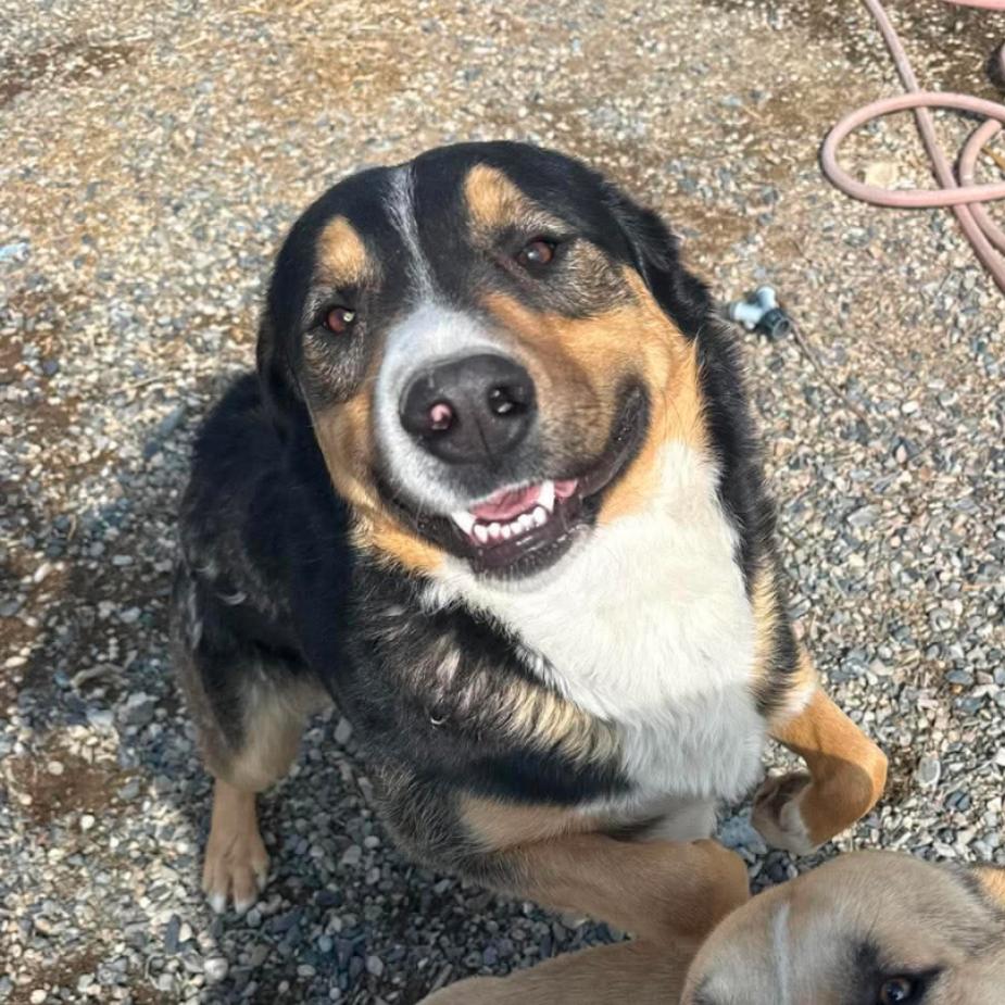 Moose, Adoptable, Adult Male Australian Shepherd & Border Collie.