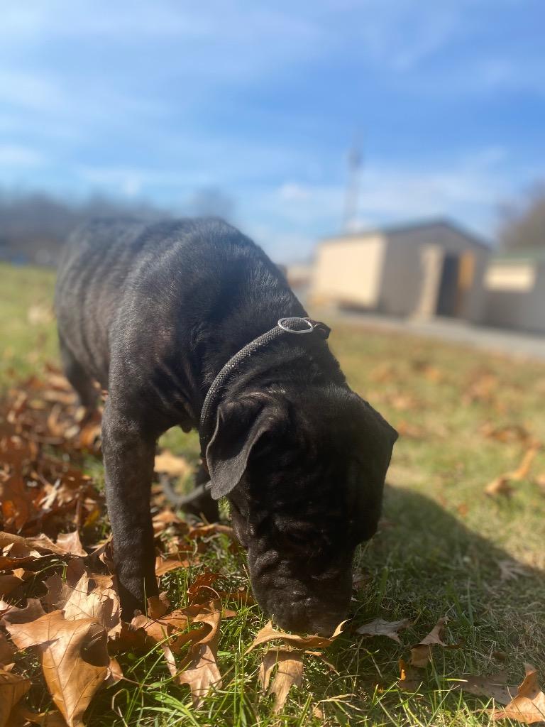 Beamer, Adoptable, Adult Female Black Labrador Retriever & Shar-Pei.