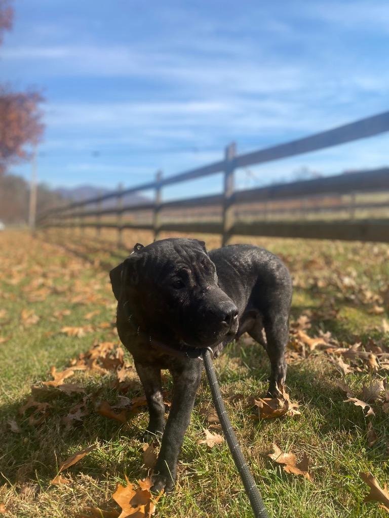 Enlarge Beamer, a Adoptable mixed breed in Burnsville, NC image 2/4