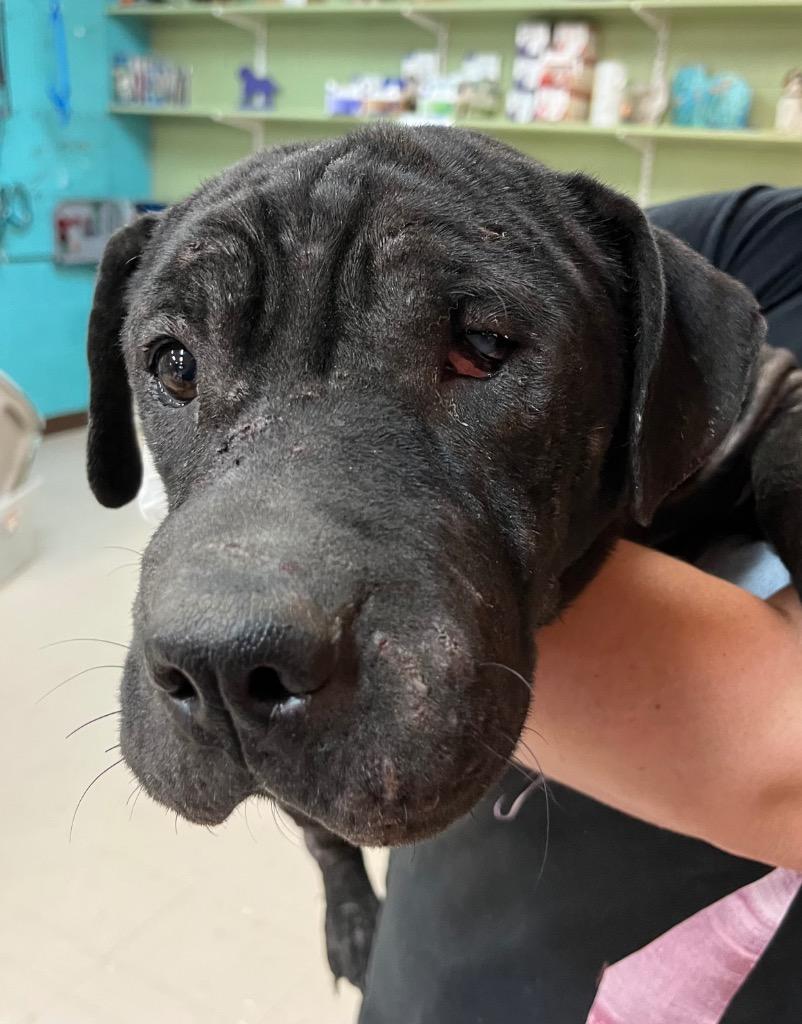 Enlarge Beamer, a Adoptable mixed breed in Burnsville, NC image 3/4