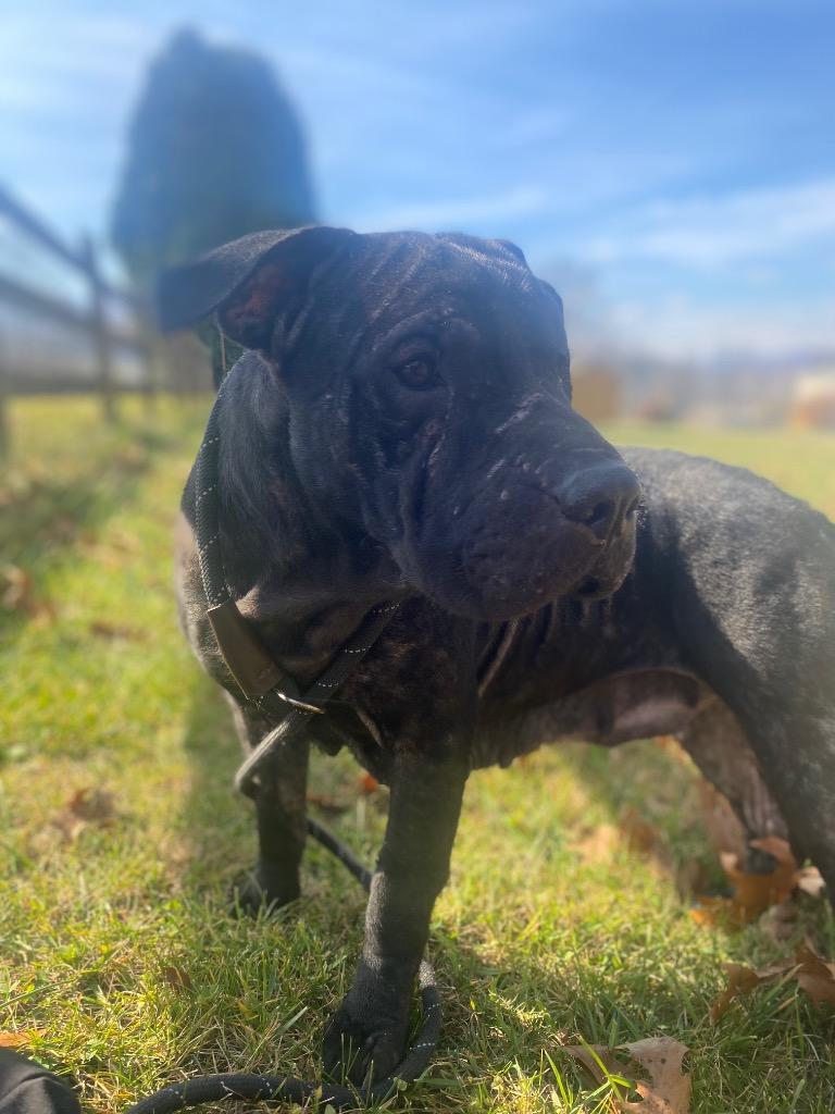 Enlarge Beamer, a Adoptable mixed breed in Burnsville, NC image 4/4