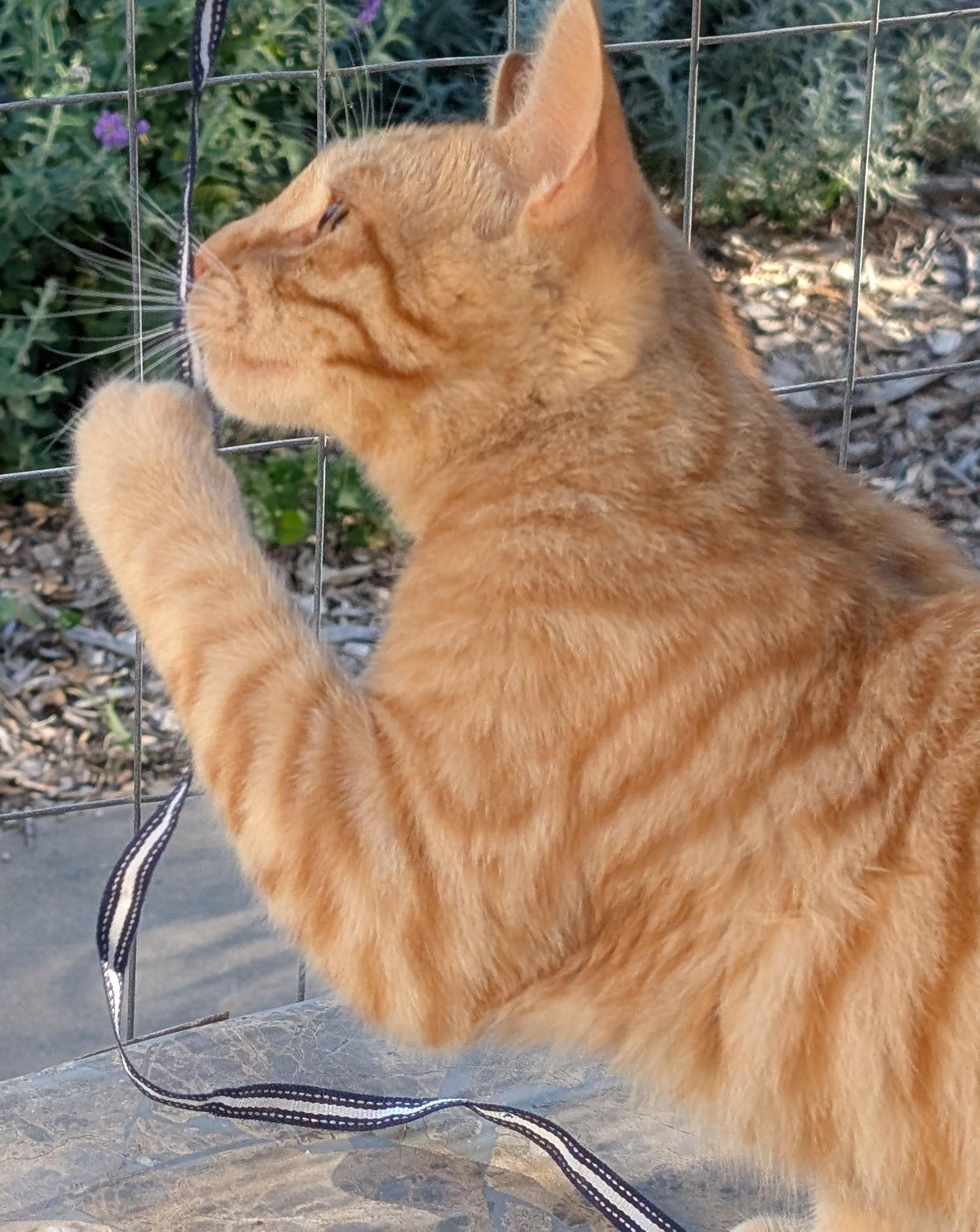 Max, a ADOPTABLE American Shorthair in Tracy, CA image 4/4
