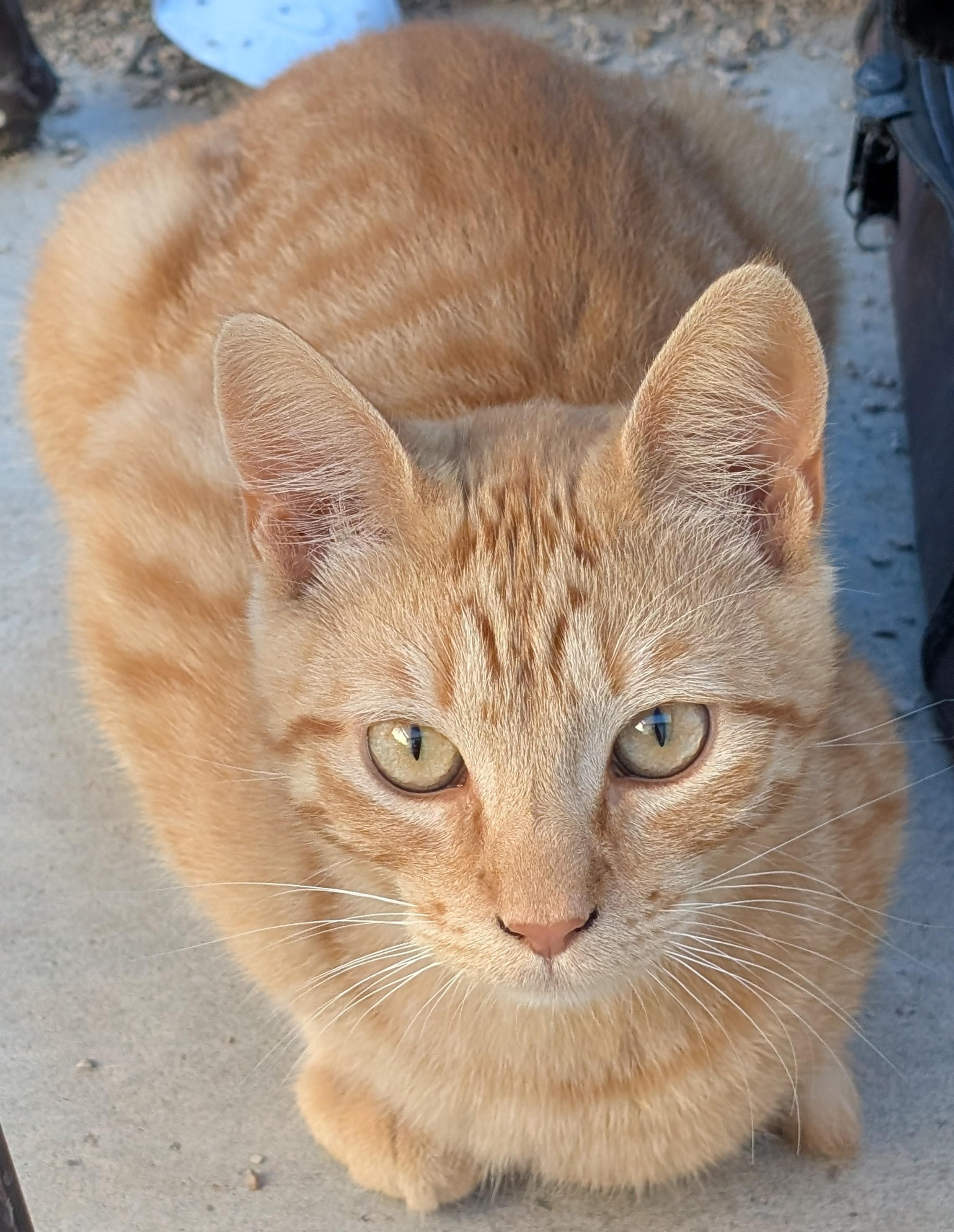 Max, a ADOPTABLE American Shorthair in Tracy, CA image 1/4